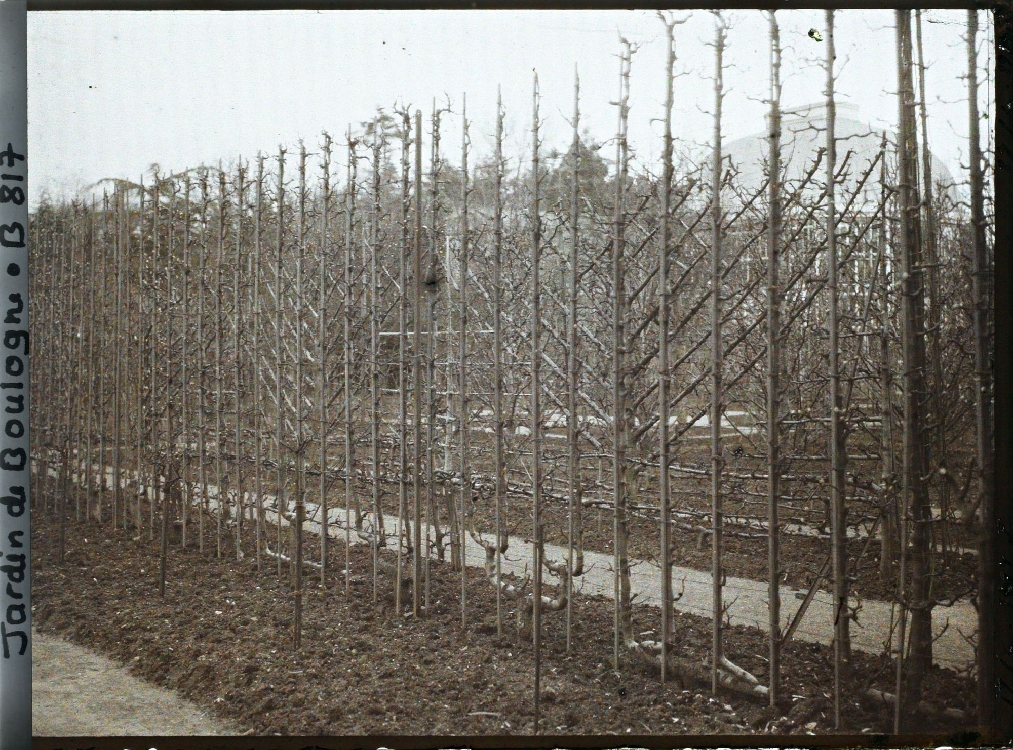 Image représentant Fruitiers palissés situés au coeur du verger-roseraie, entre deux allées menant à la forêt bleue