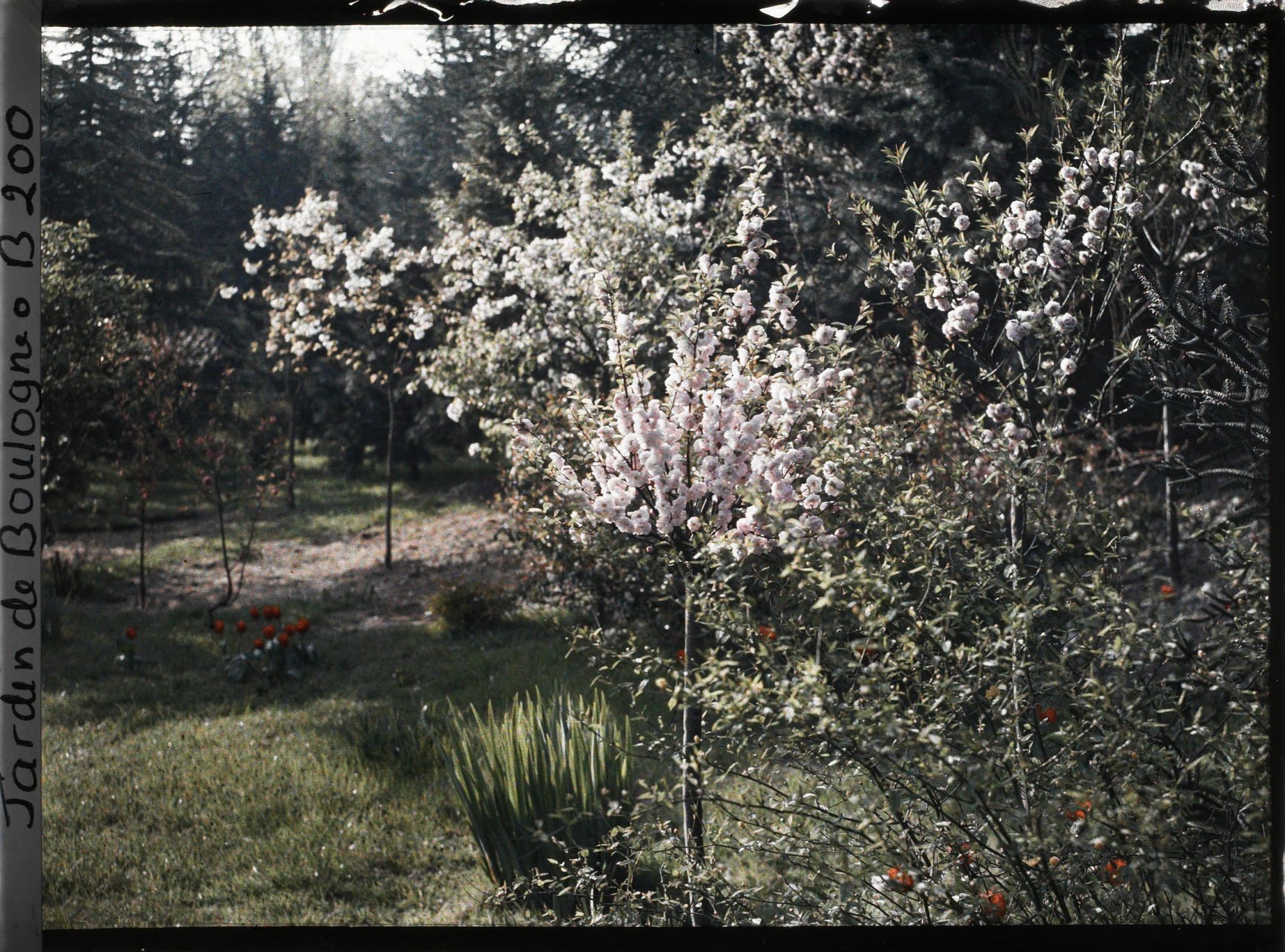 Image représentant Arbres fruitiers en fleurs à proximité de la forêt bleue ?