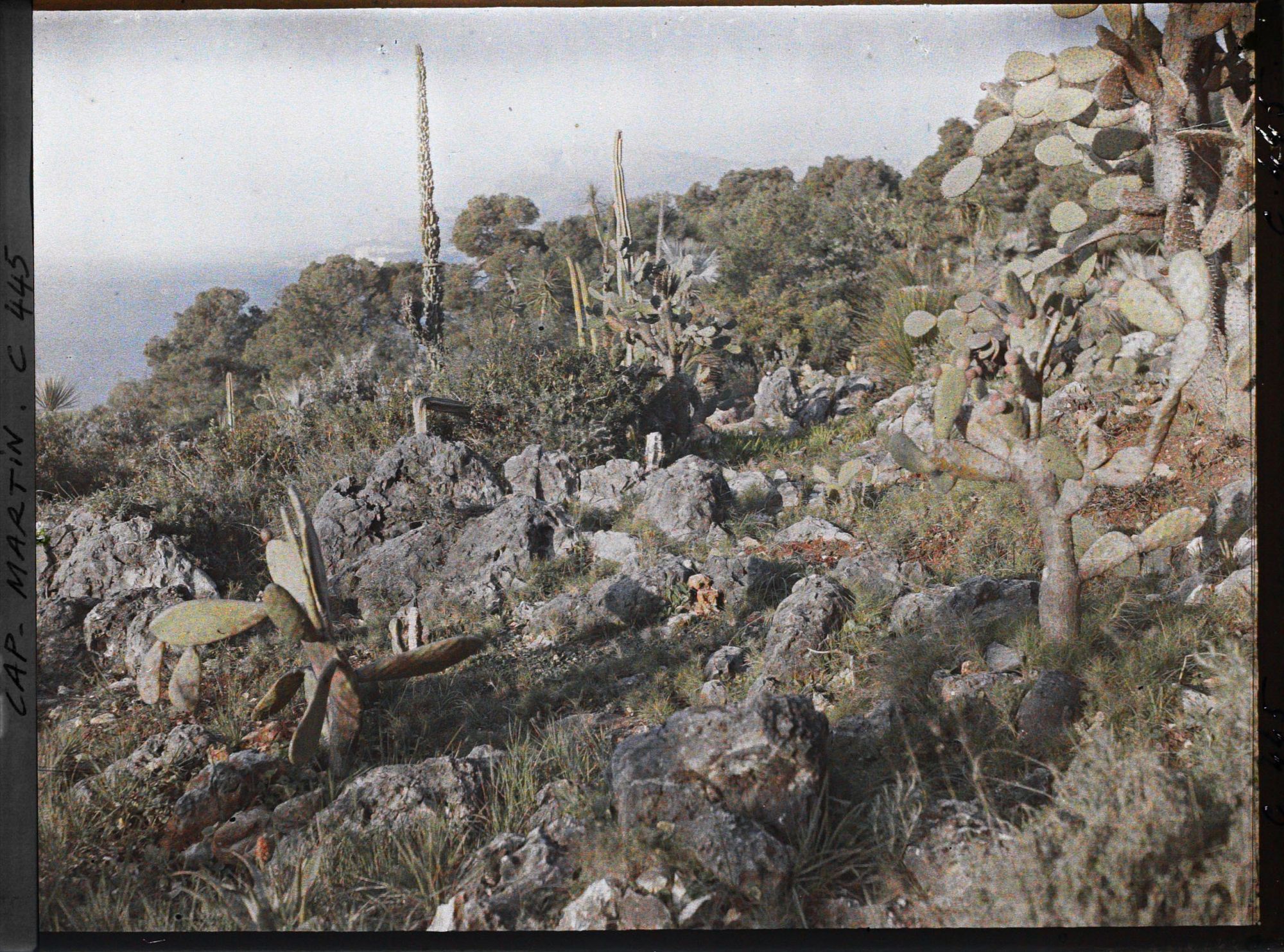 Image représentant Cap Martin Le Jardin