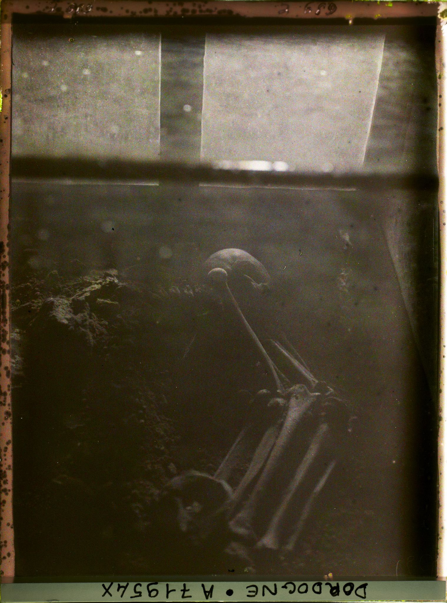 Image représentant Squelette