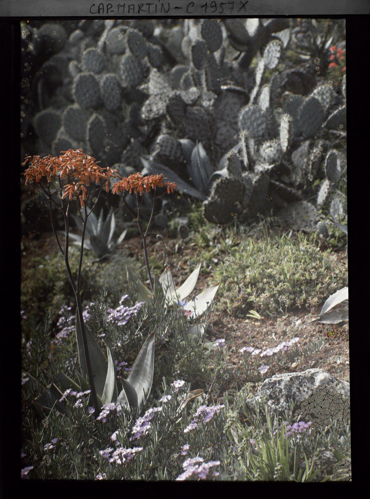 Image représentant Aloès et autres plantes crassulescentes en fleurs devant un massif d'opuntias, vue prise à 15 h