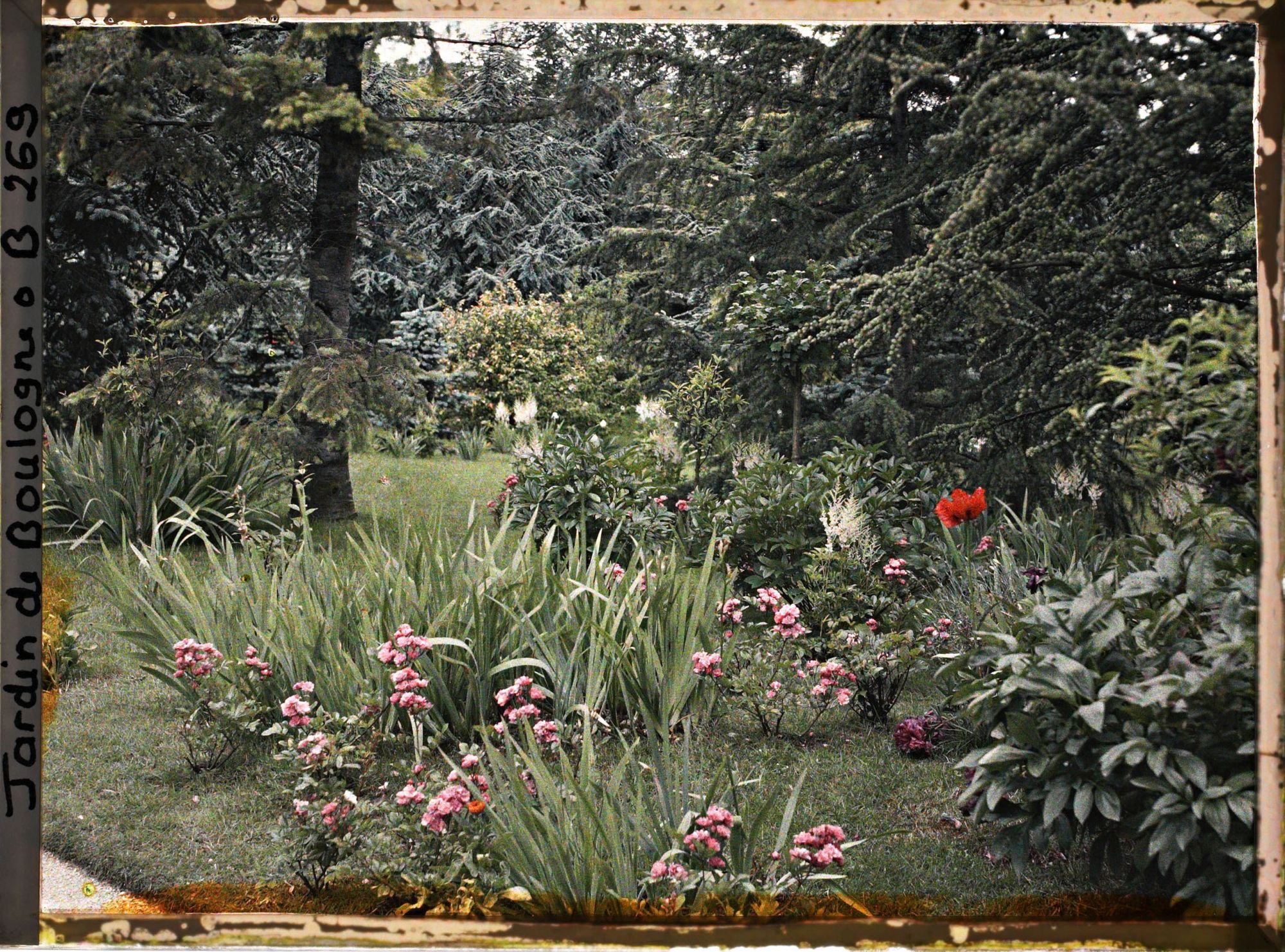 Image représentant Parterre fleuri au coeur de la forêt bleue