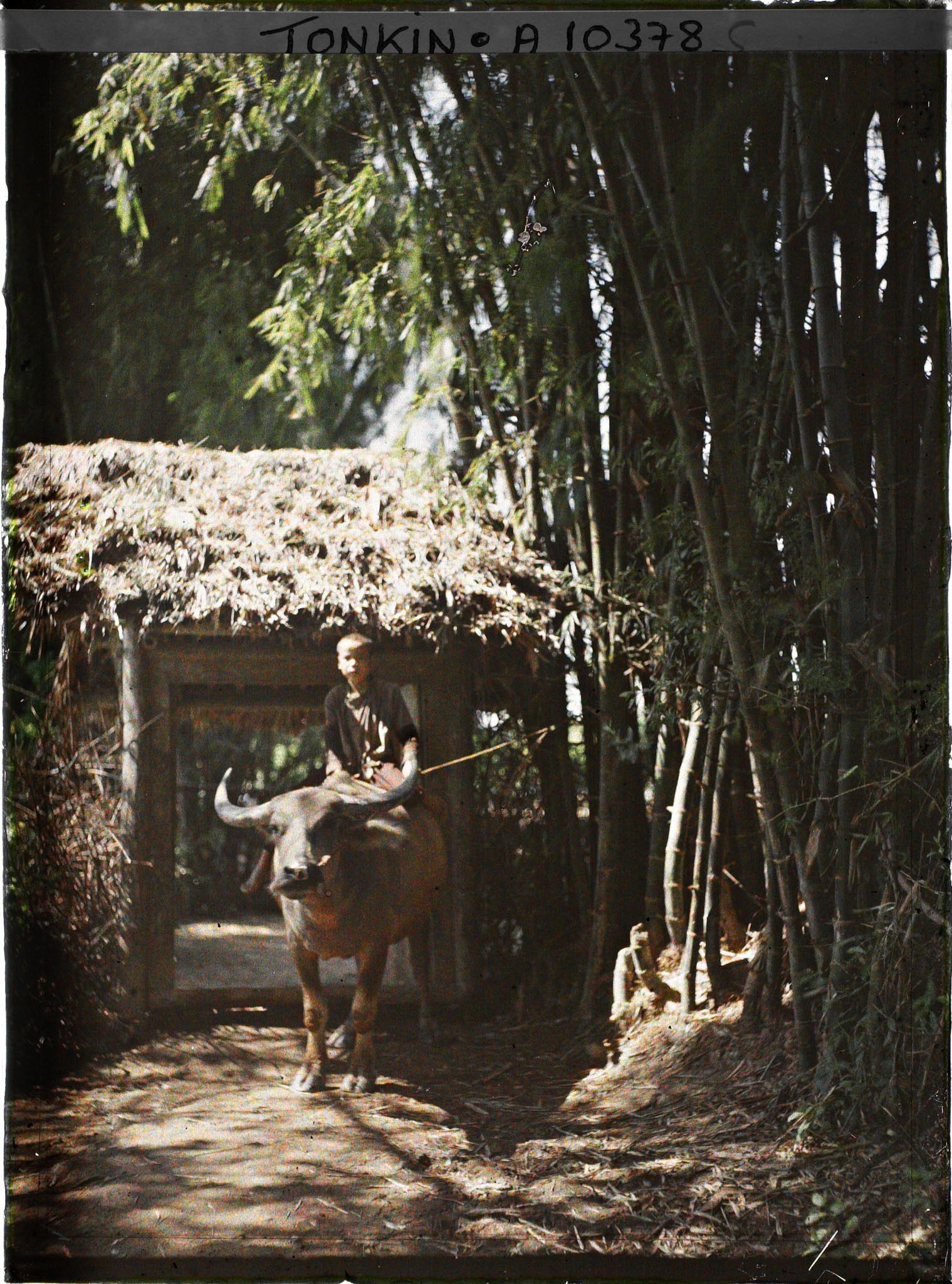 Image représentant Un enfant monté sur un buffle