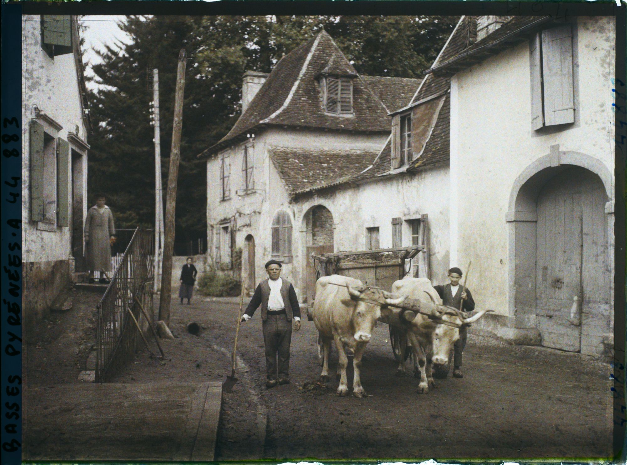 Image représentant France, Orthez, Attelage de b?ufs (2 Types Béarnais)