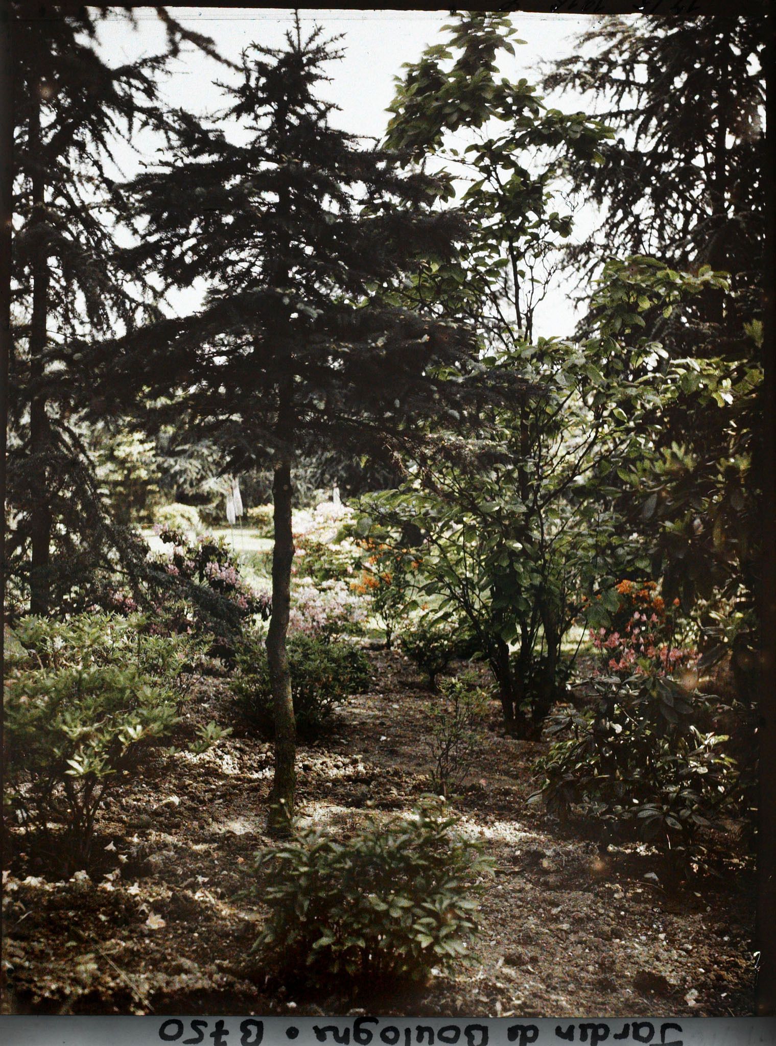 Image représentant Azalées près du Marais