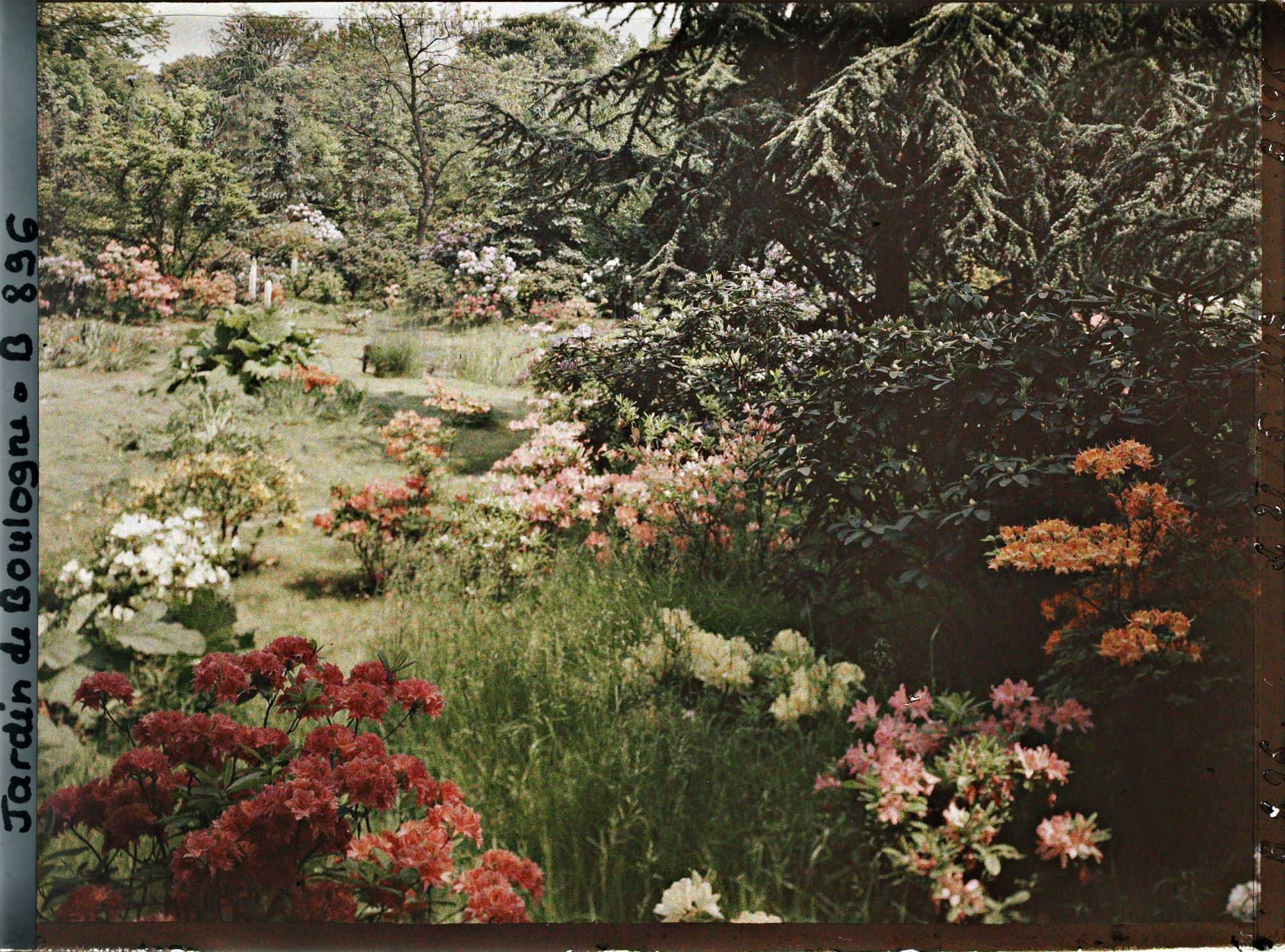 Image représentant Azalées près de la forêt bleue et du marais
