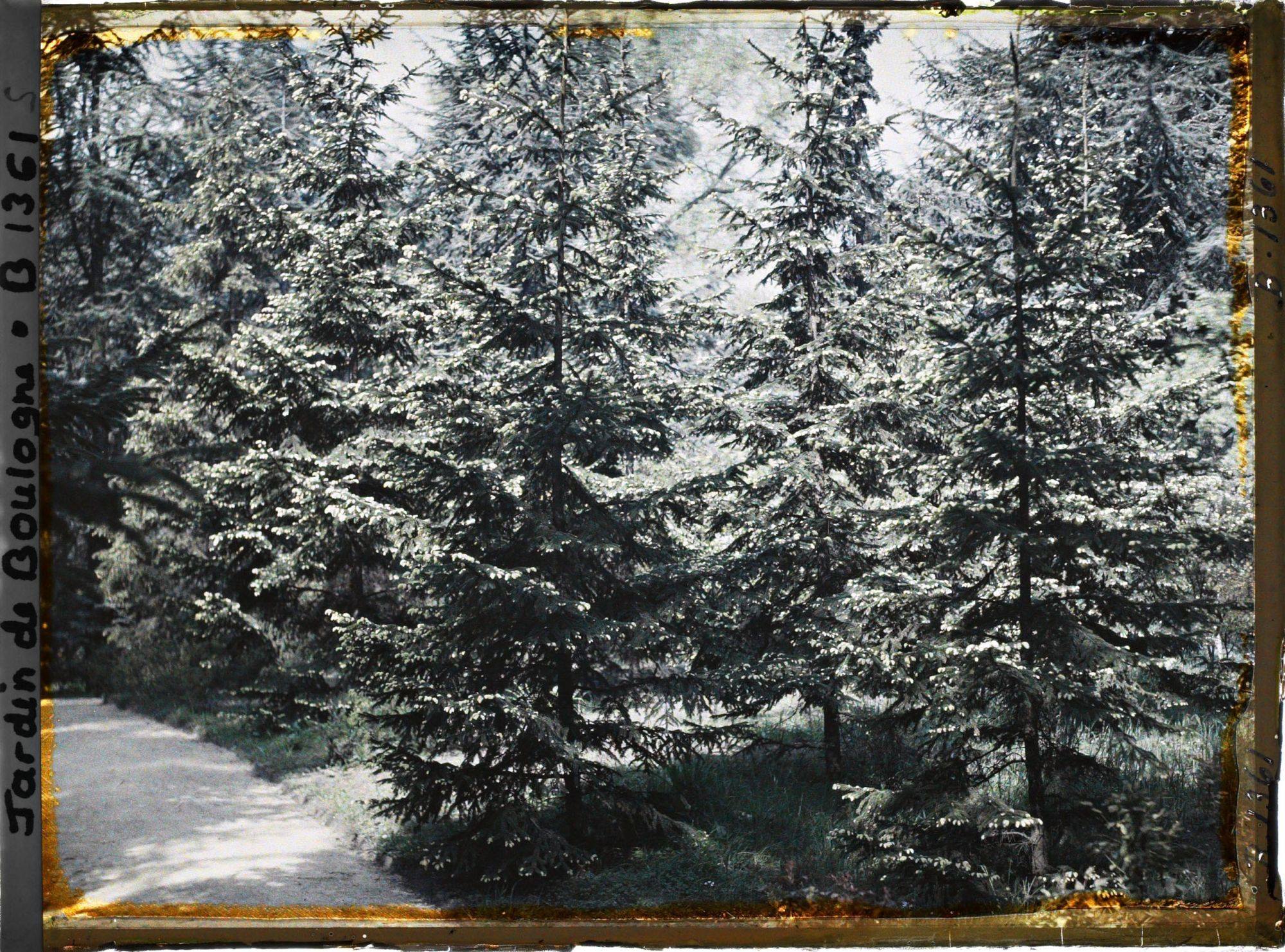 Image représentant La forêt dorée