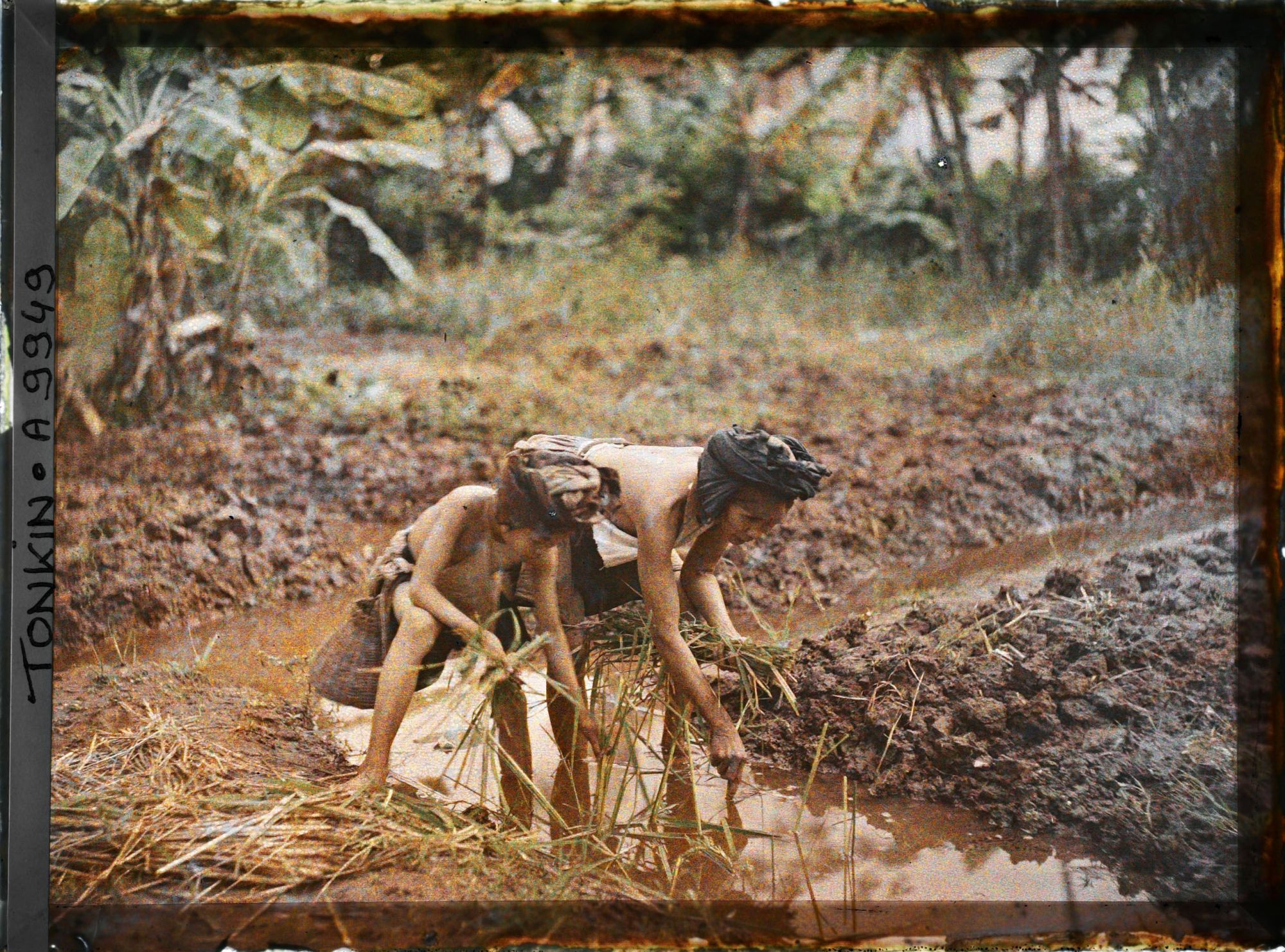 Image représentant Le repiquage du riz pour la récolte de novembre