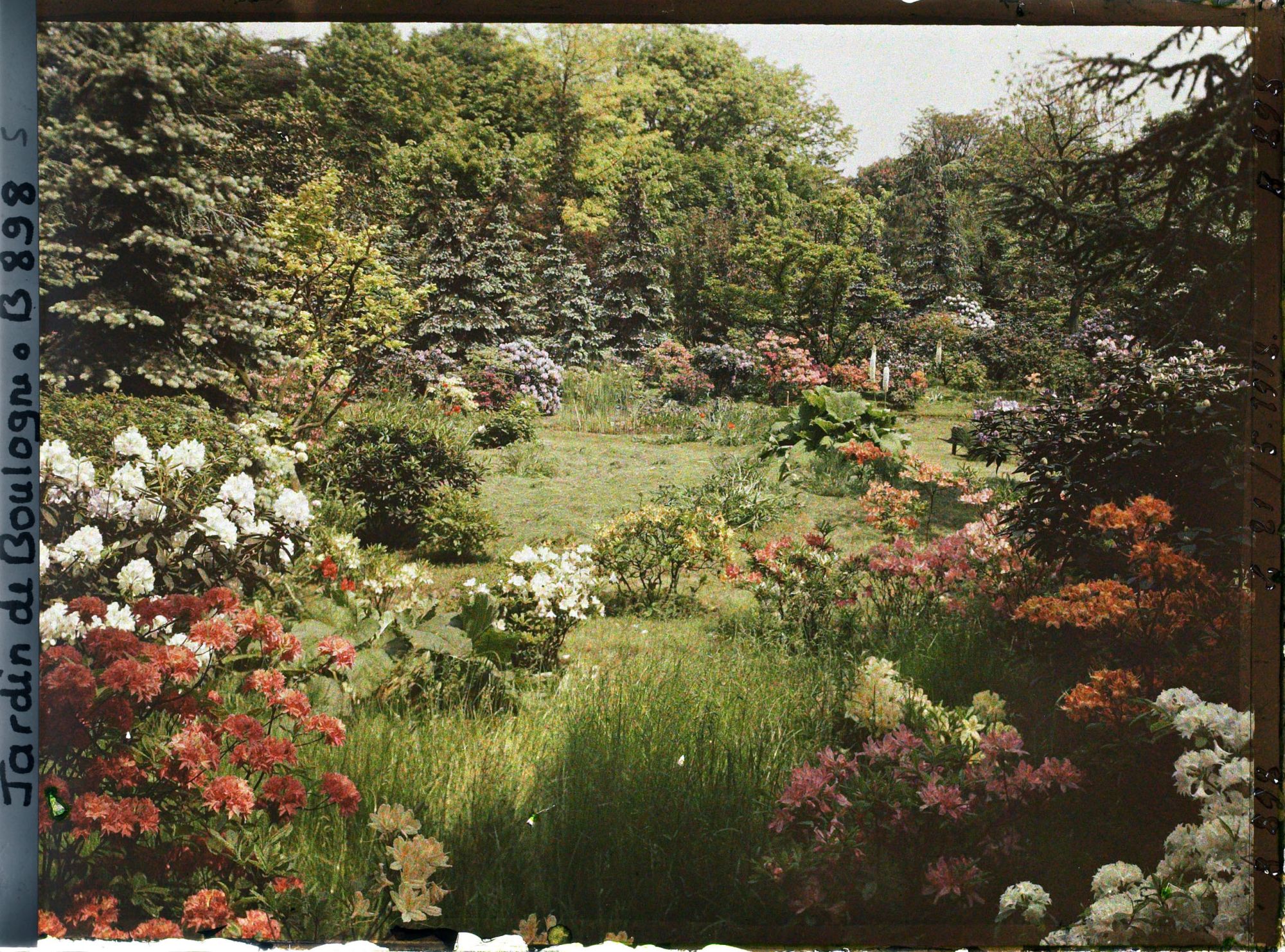 Image représentant Azalées et rhodos près de la forêt bleue et du marais
