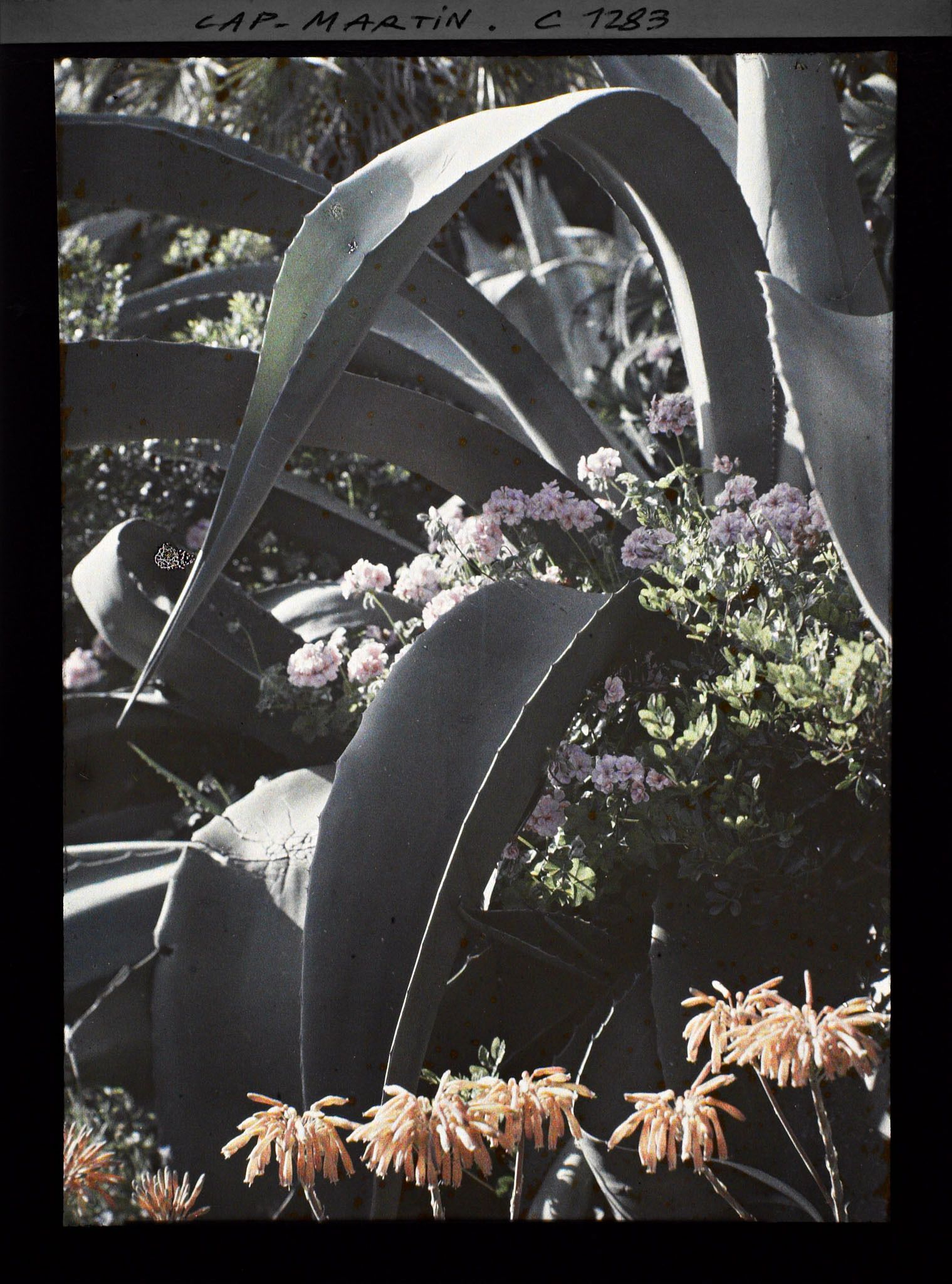 Image représentant Feuilles d'agave surgissant au sein d'un massif fleuri
