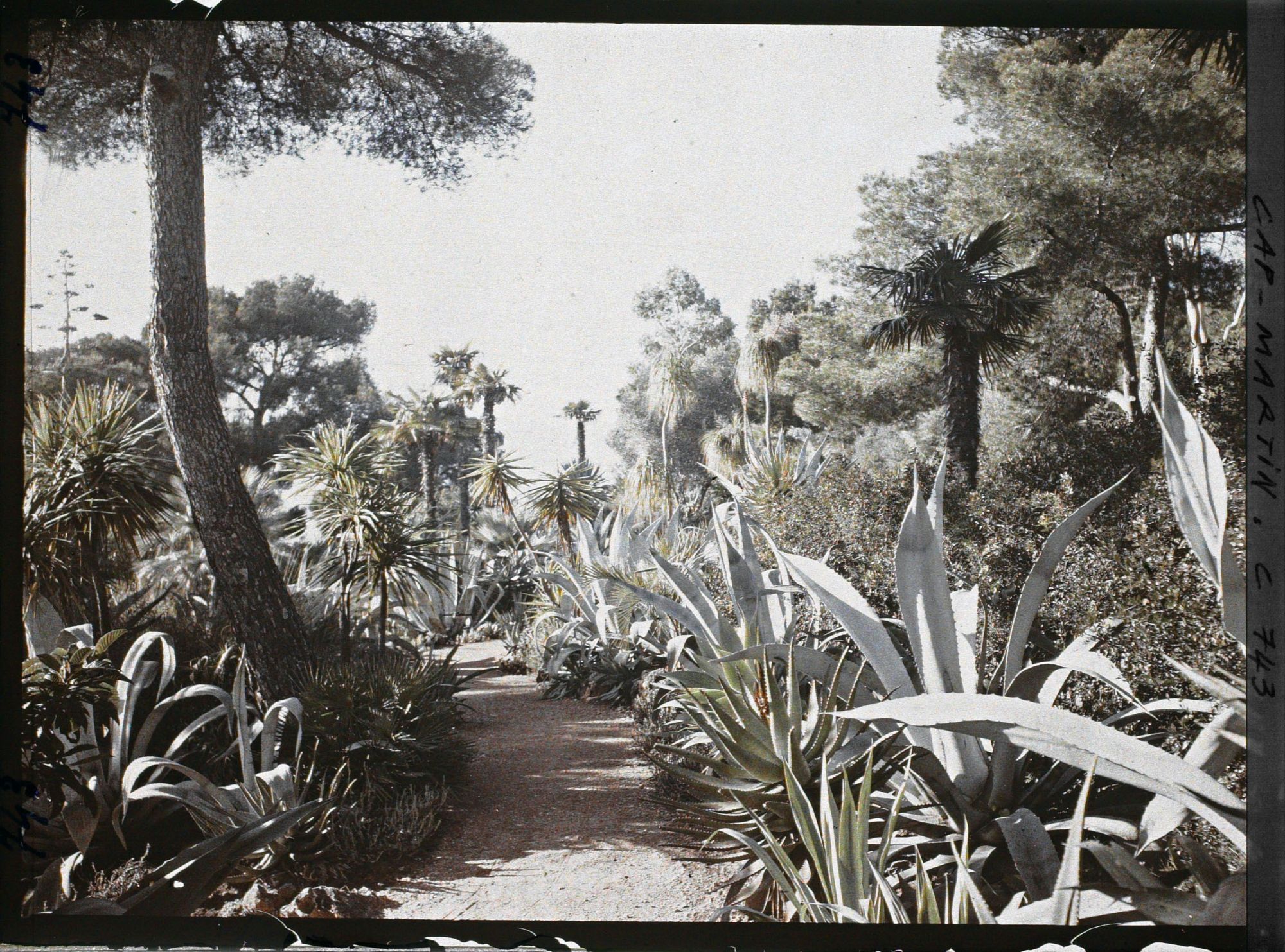 Image représentant Une allée de plantes exotiques