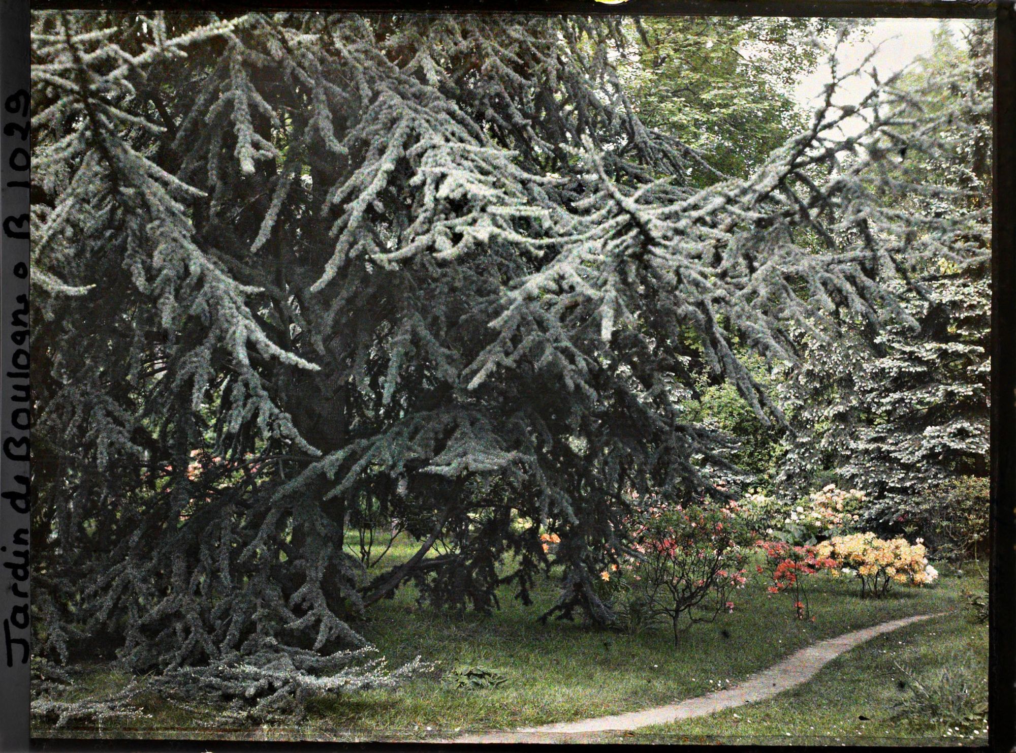 Image représentant Grand cèdre et azalées en fleurs situés près du marais, au bord du chemin menant vers l'ouest
