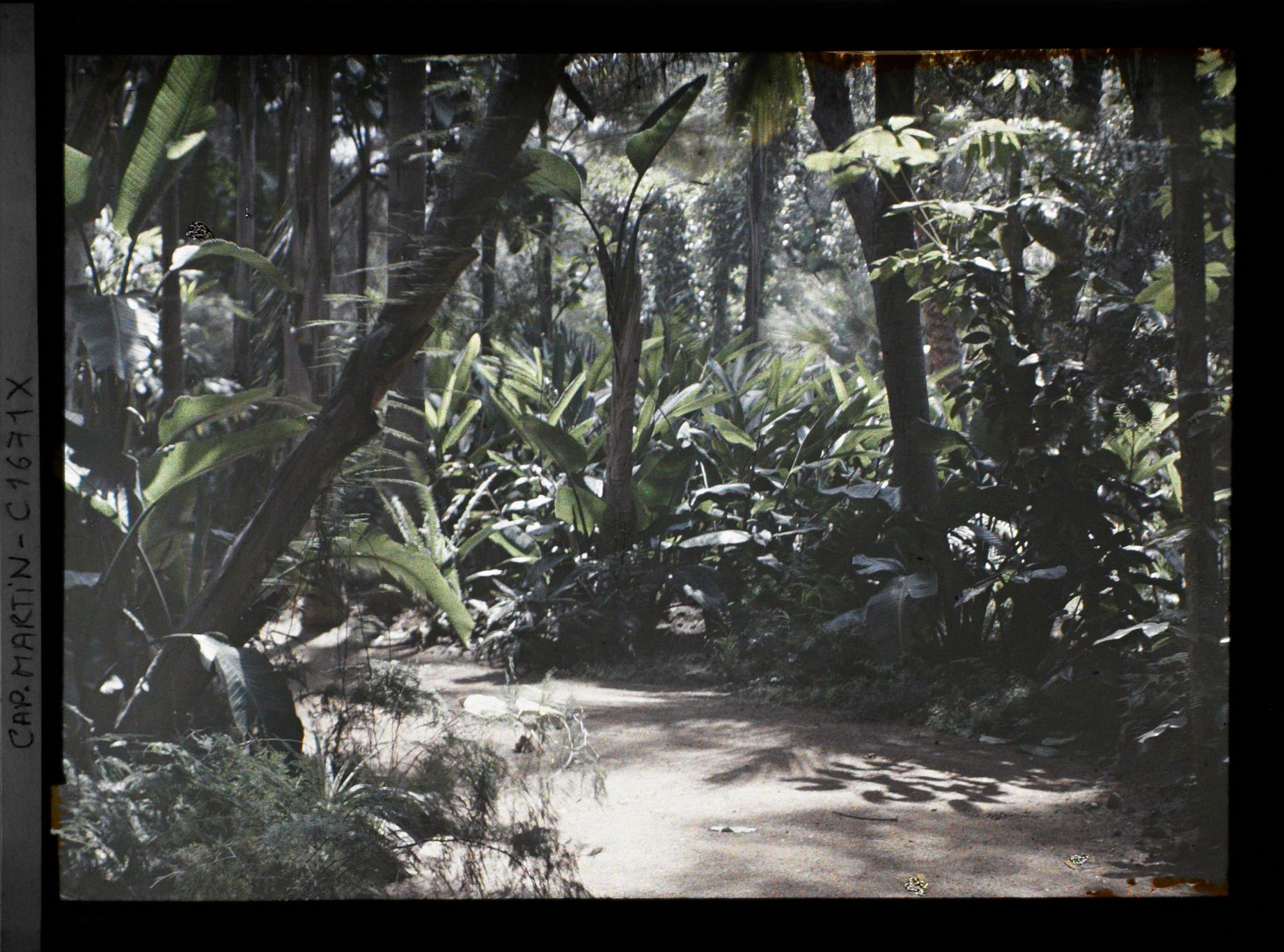 Image représentant Allée traversant un sous-bois d'ambiance tropical