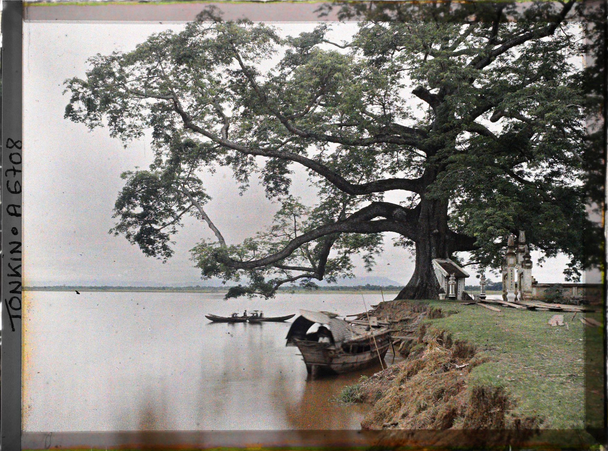 Image représentant Le grand Banian (Ficus Indica), près du confluent du Fleuve Rouge et de la rivière Claire