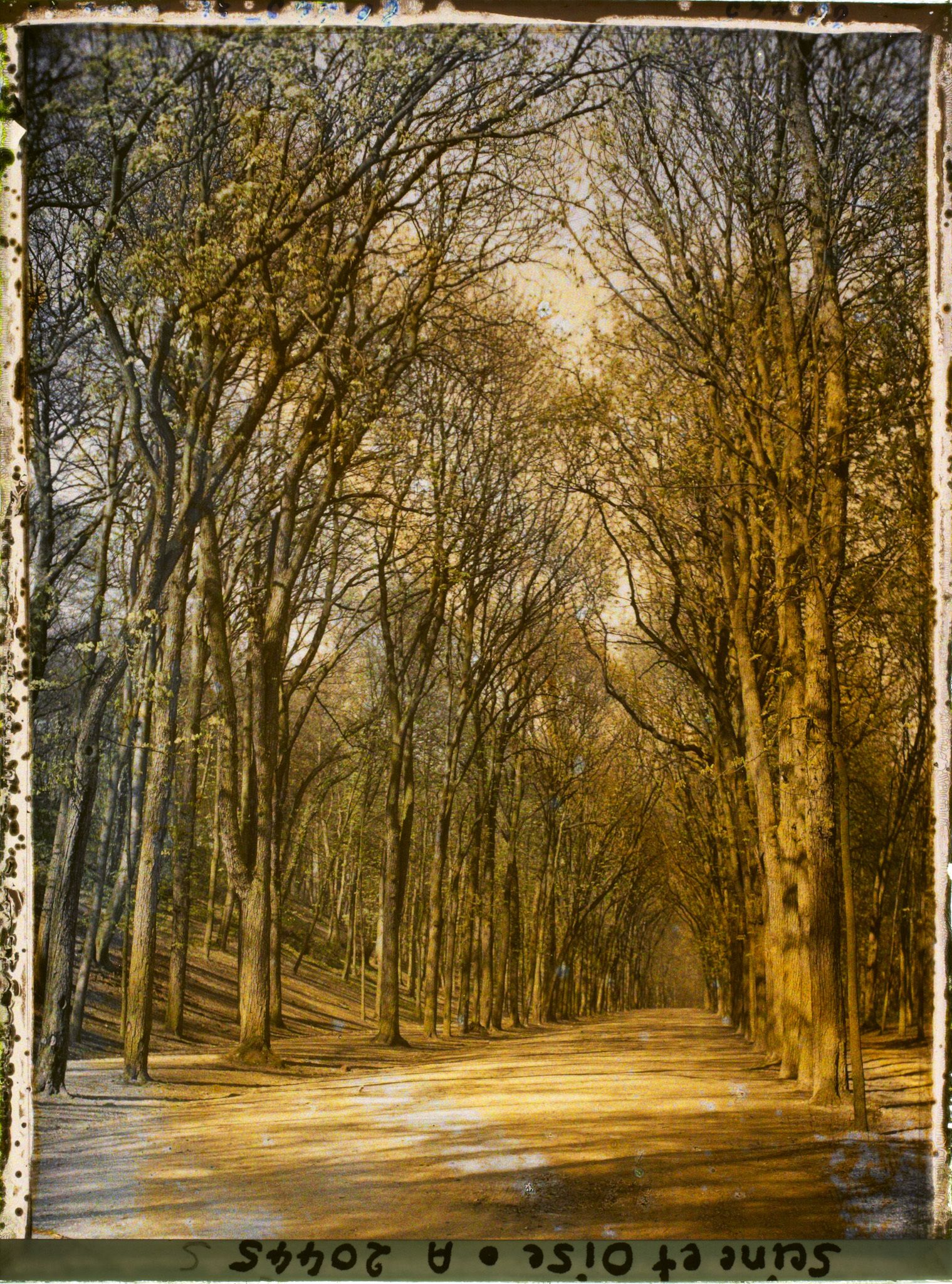 Image représentant Le parc, allée de Sèvres