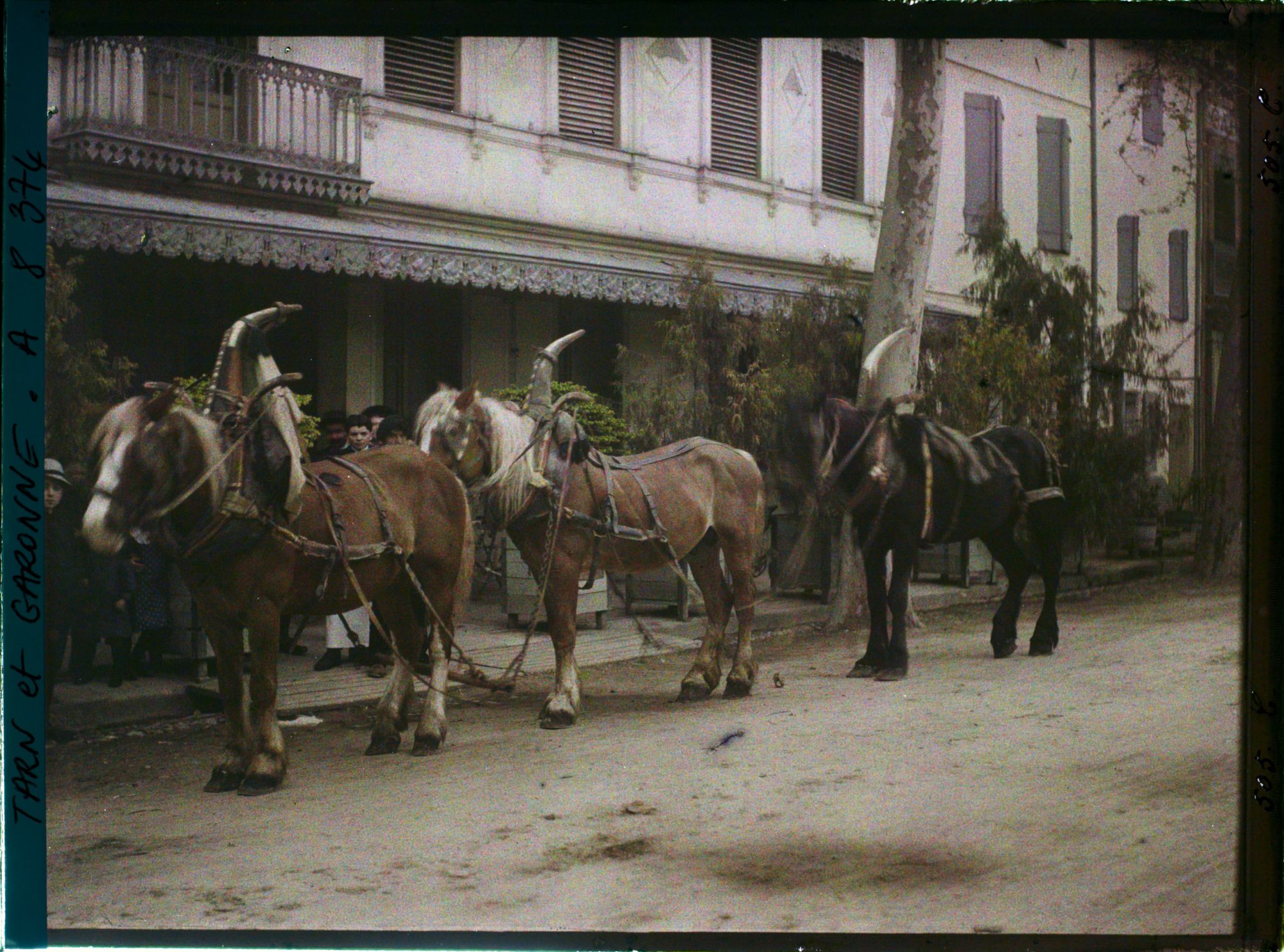 Image représentant Trois chevaux avec leurs colliers