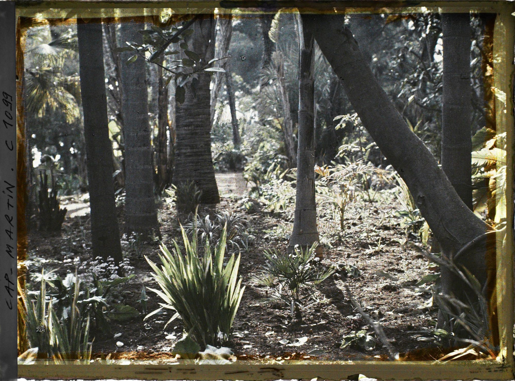 Image représentant le Jardin Palmiers