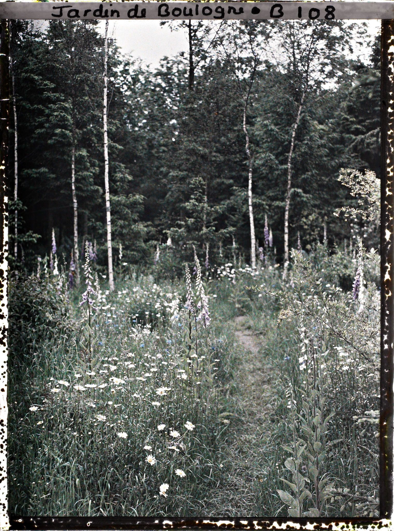 Image représentant La prairie en fleurs au coeur de la forêt dorée