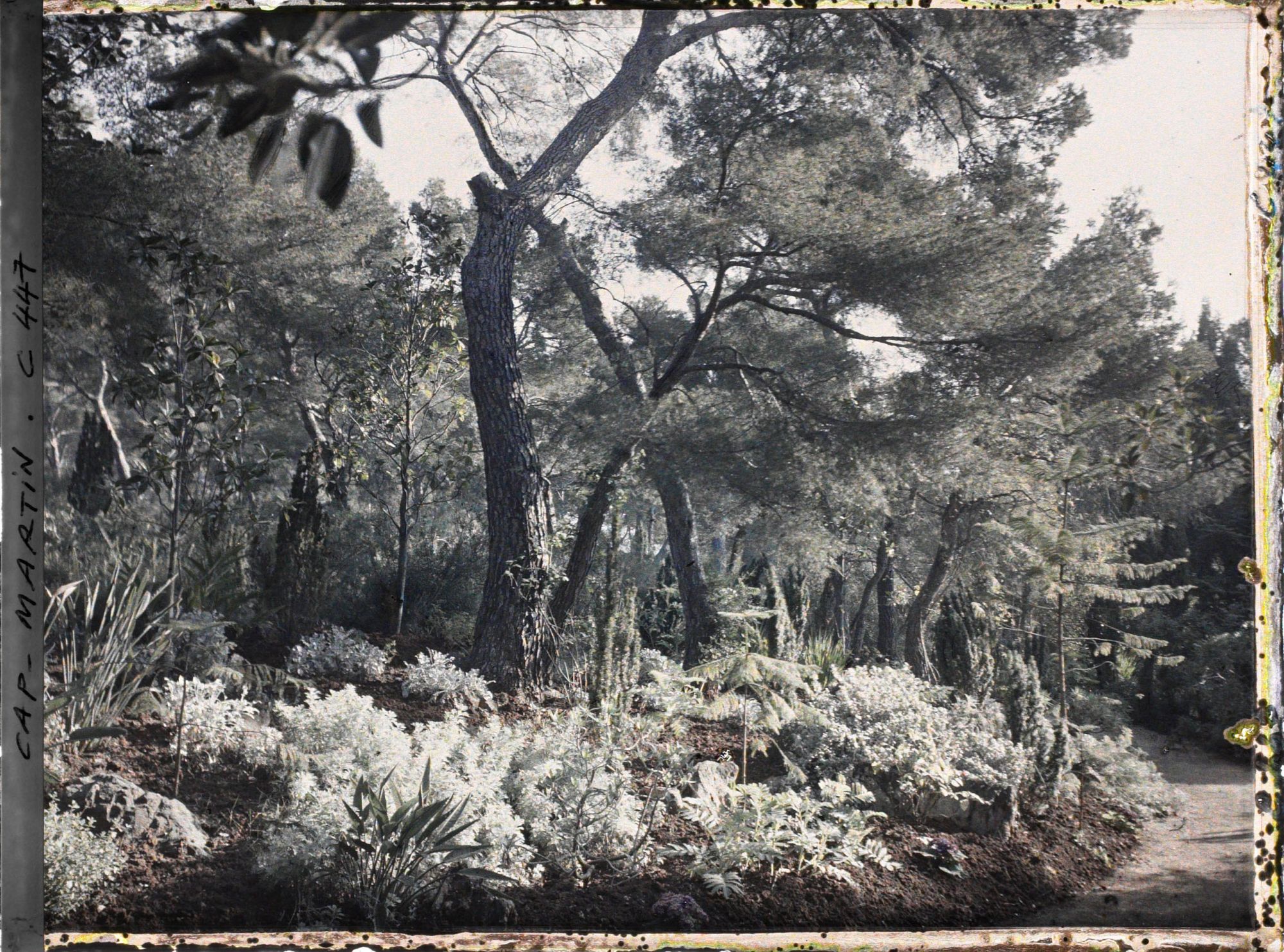 Image représentant Cap Martin Le Jardin