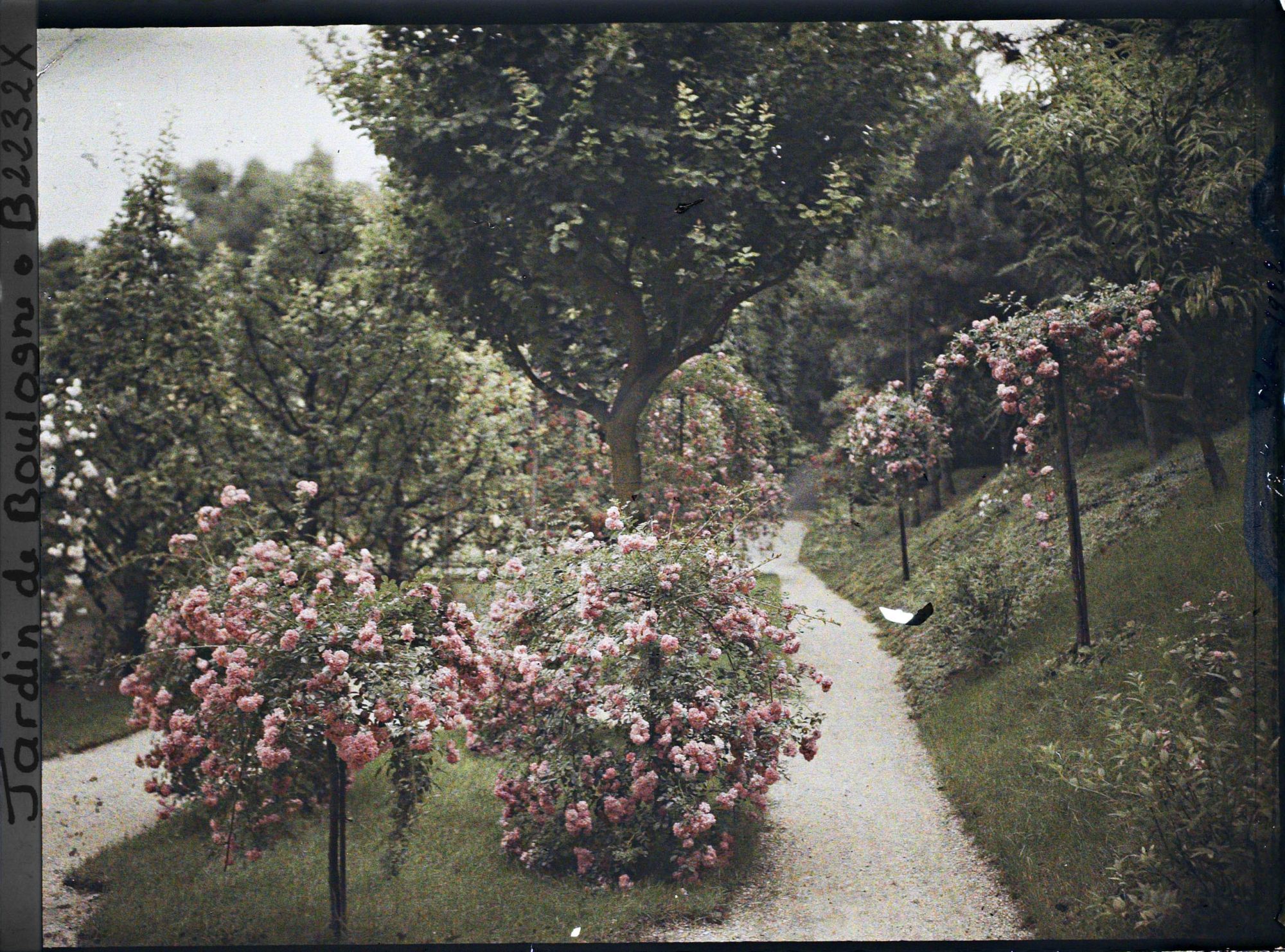Image représentant Parterres fleuris au centre de l'allée située au sud du verger-roseraie, vus en direction de l'est