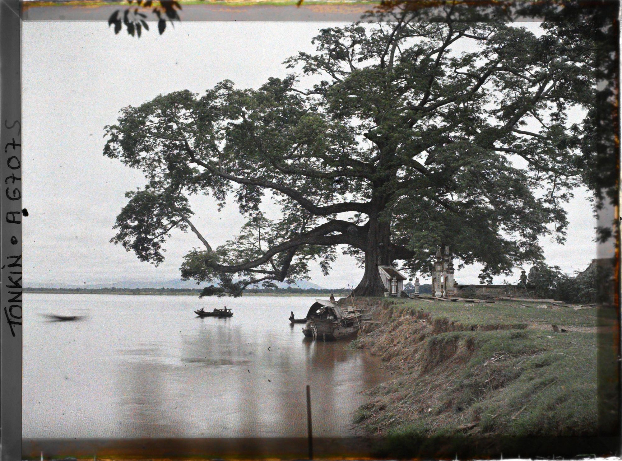 Image représentant Le grand Banian (Ficus Indica), près du confluent du Fleuve Rouge et de la rivière Claire