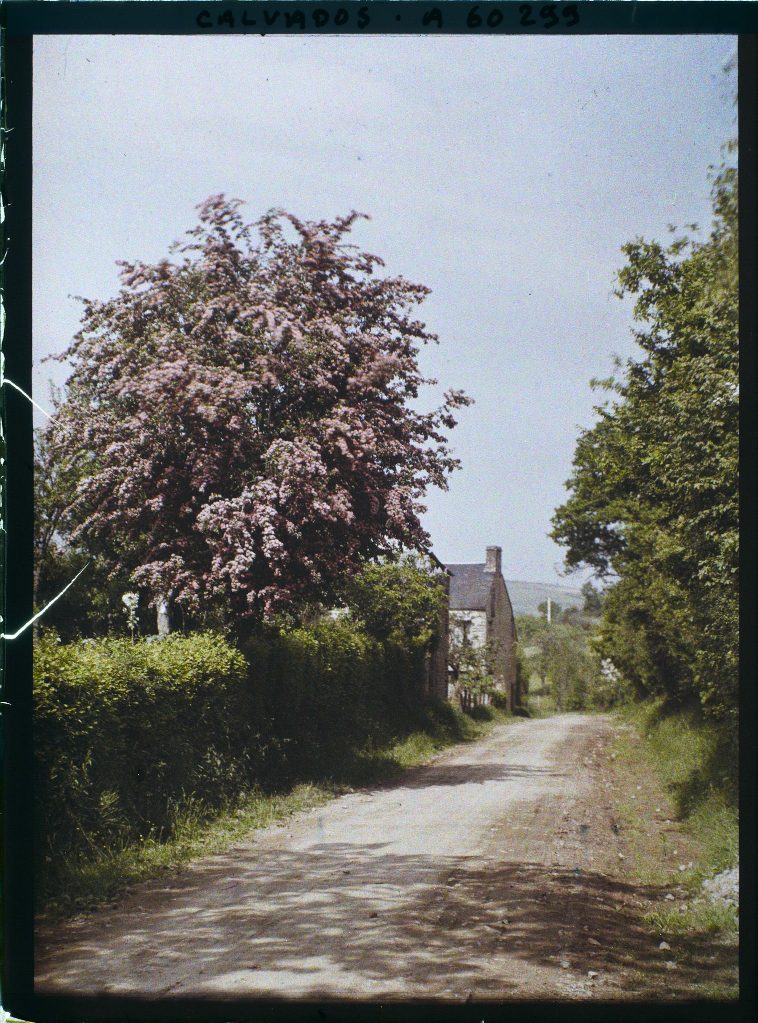 Image représentant Les aubépines
