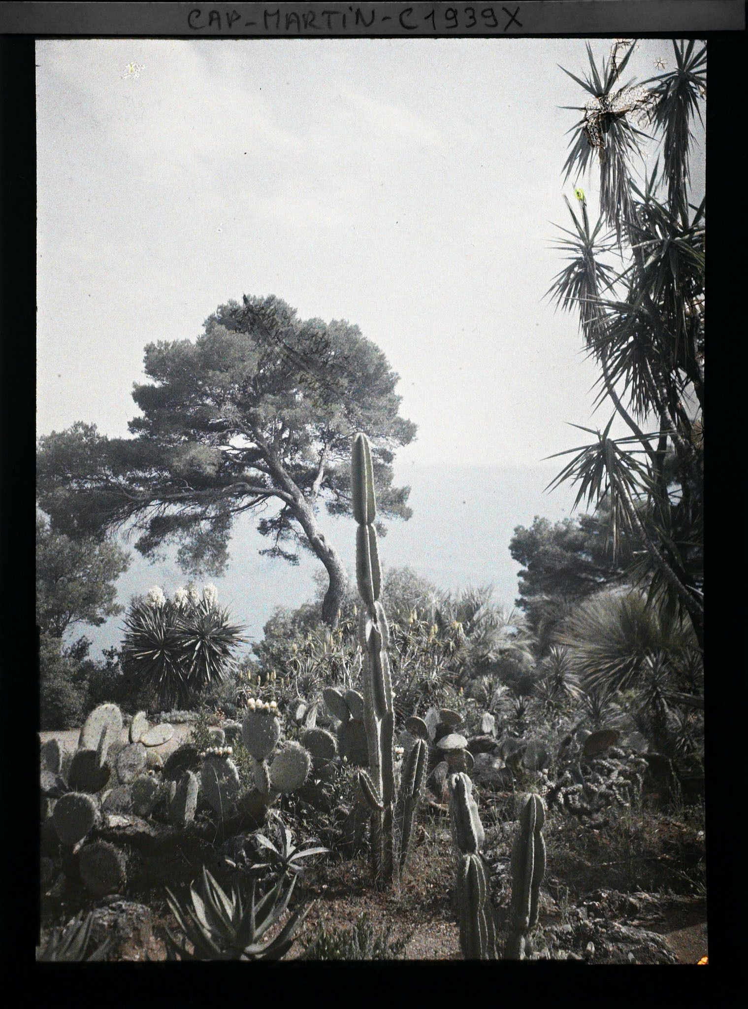 Image représentant Ensemble de plantes succulentes dominant la mer, à proximité de la villa Kahn, vue prise à 14 h