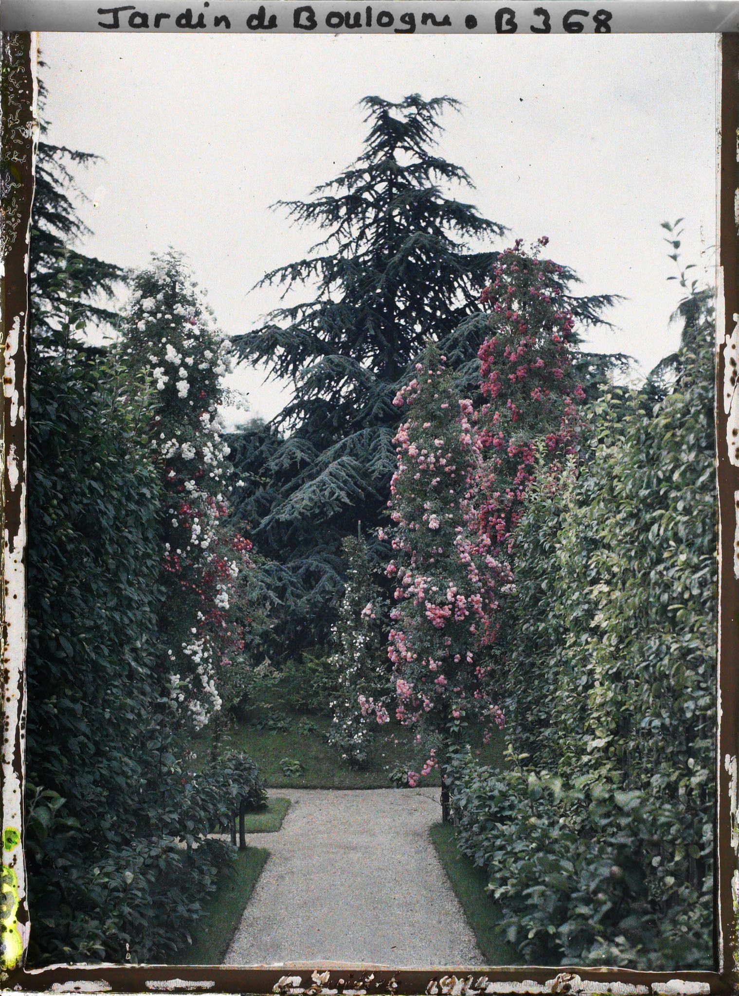 Image représentant Fruitiers palissés et rosiers en fleurs, au sud de l'allée située au cœur du verger-roseraie