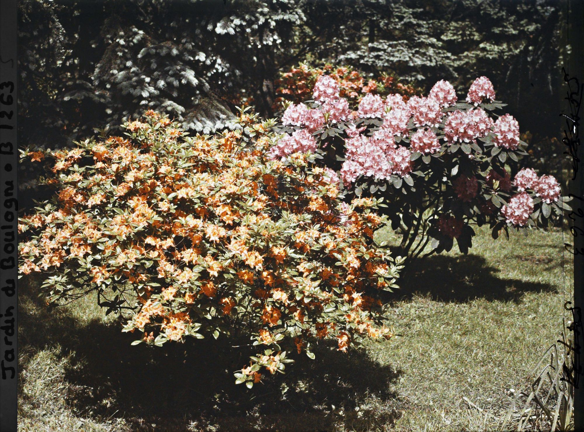 Image représentant Azalées et rhododendrons