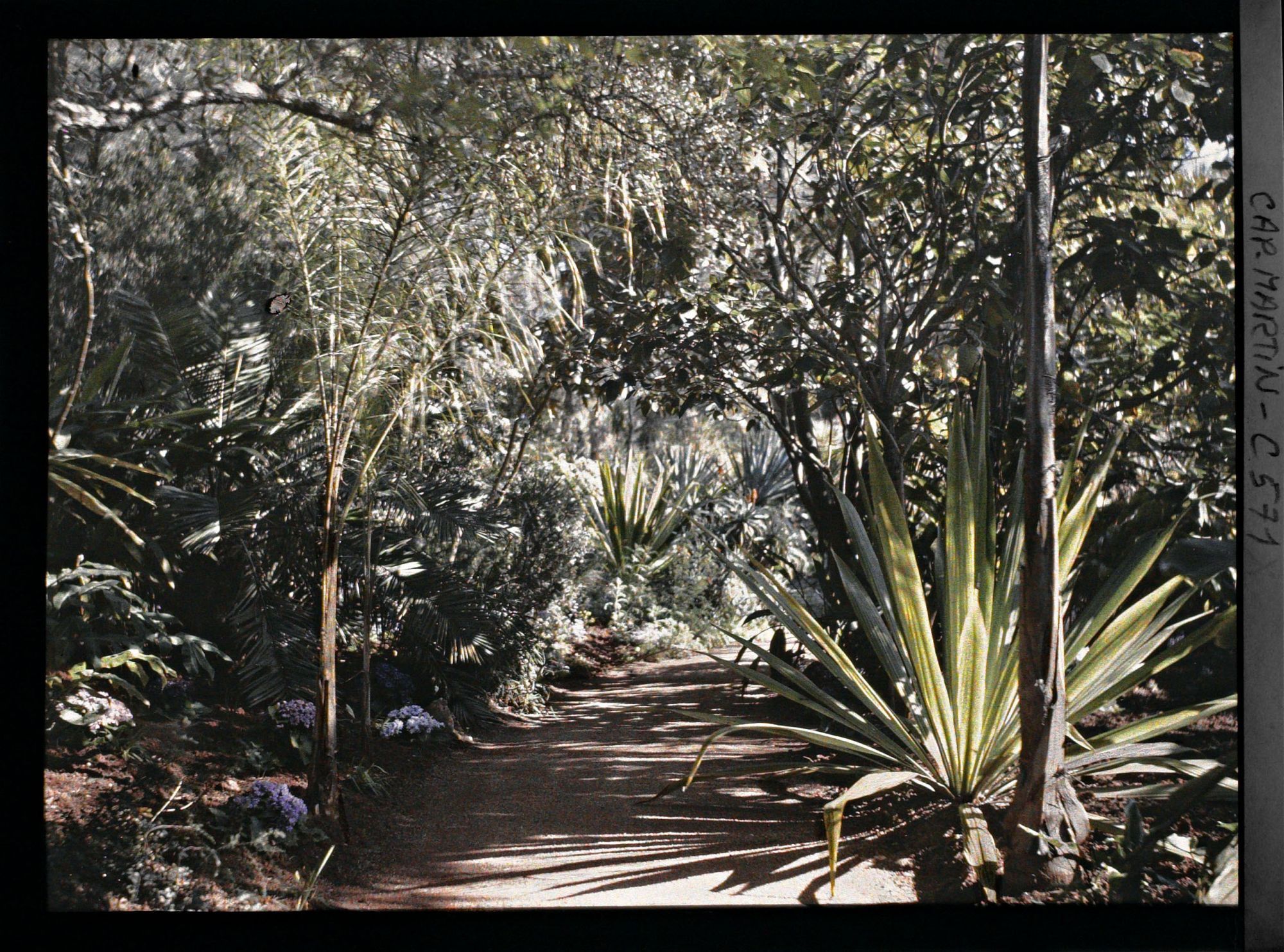 Image représentant Le jardin Les tropiques