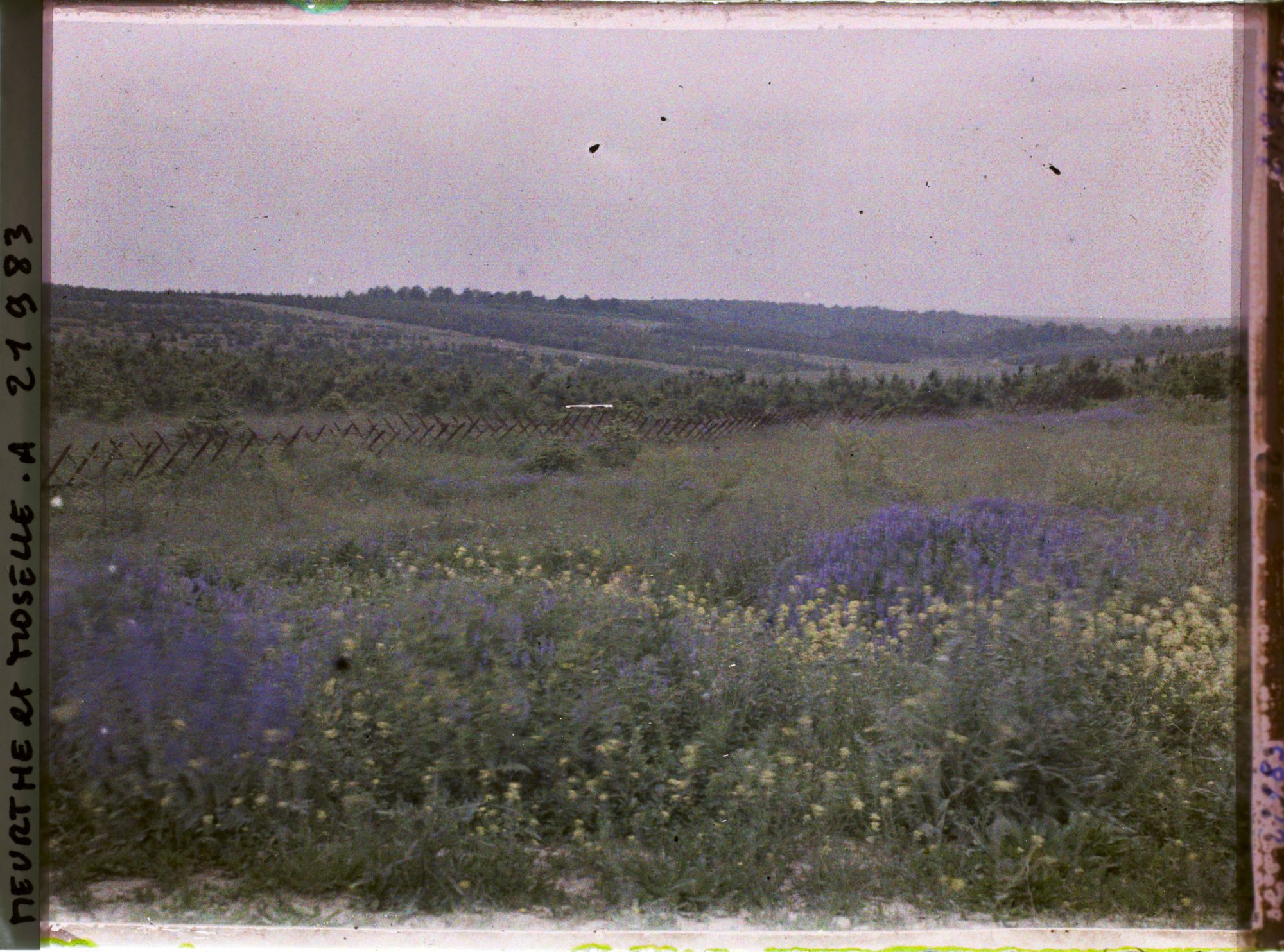 Image représentant France, Regnéville, Lisière N-O- du Bois Brulé