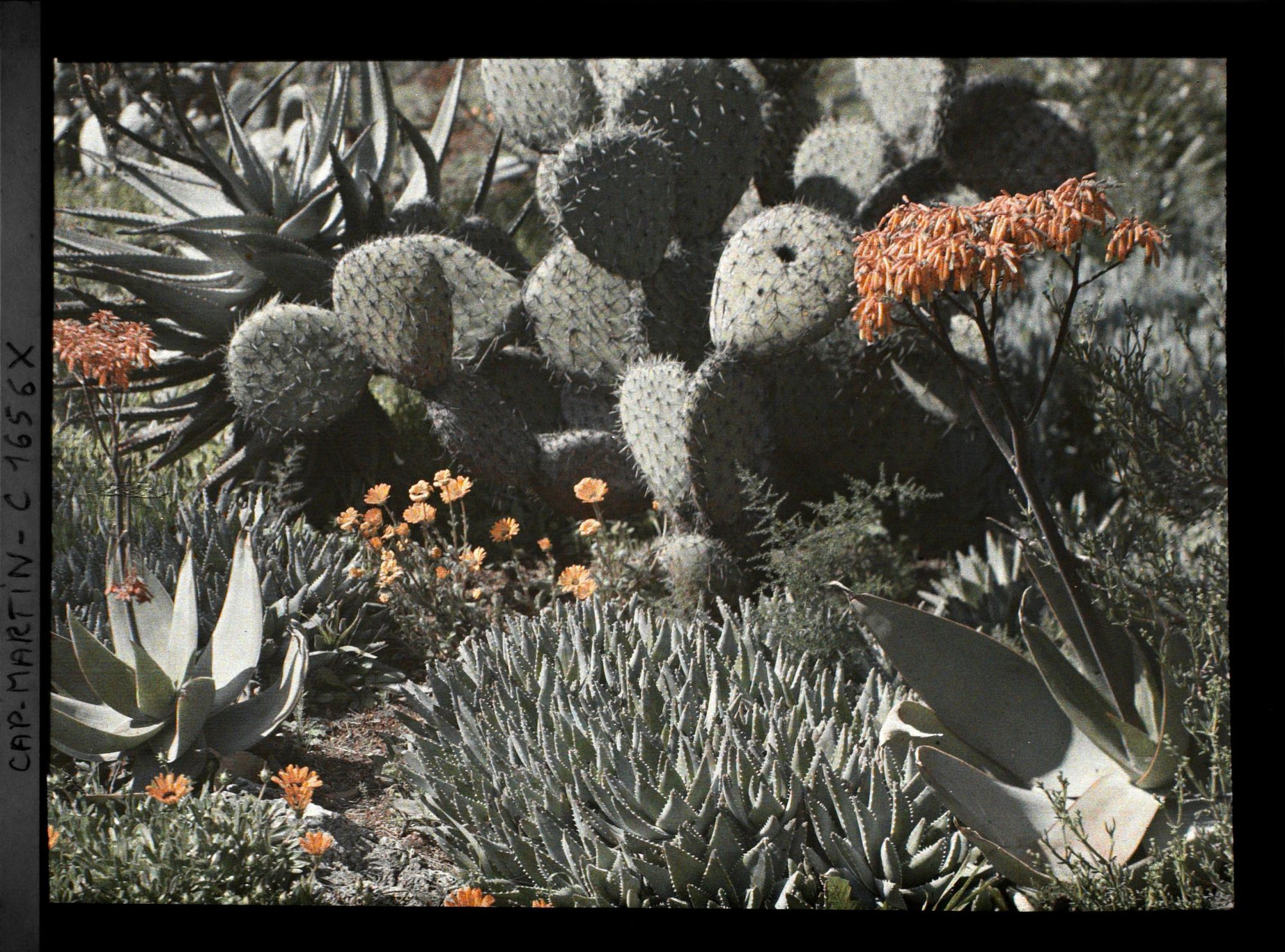 Image représentant Massif de plantes succulentes fleuri