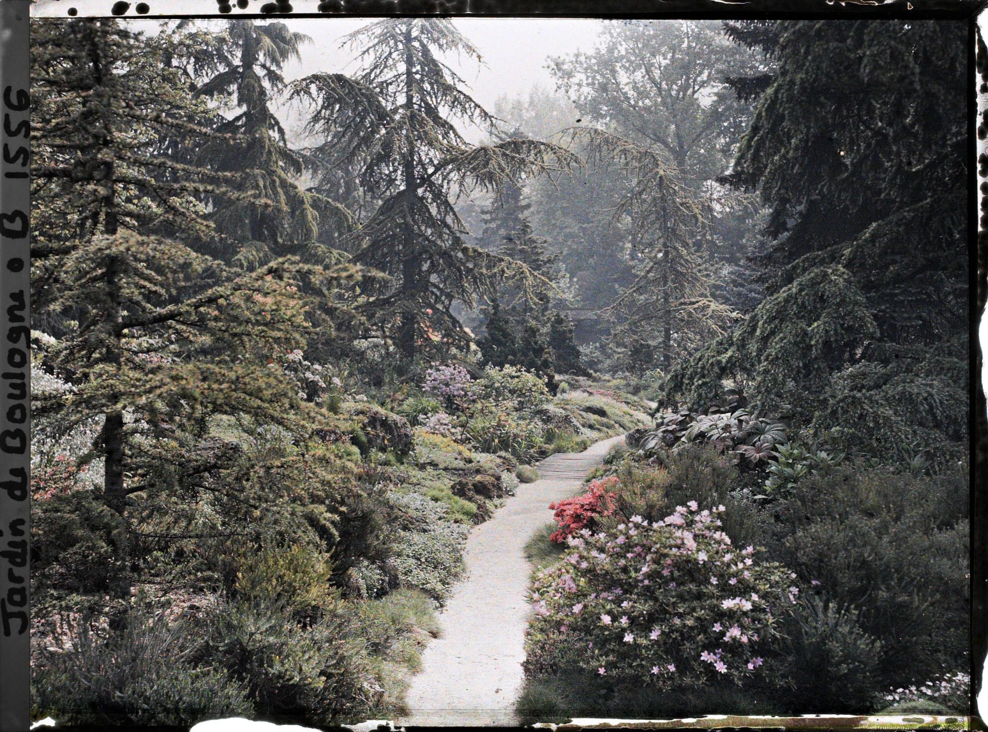 Image représentant Azalées en fleurs au bord d'une allée du " sanctuaire japonais " menant au " village japonais "