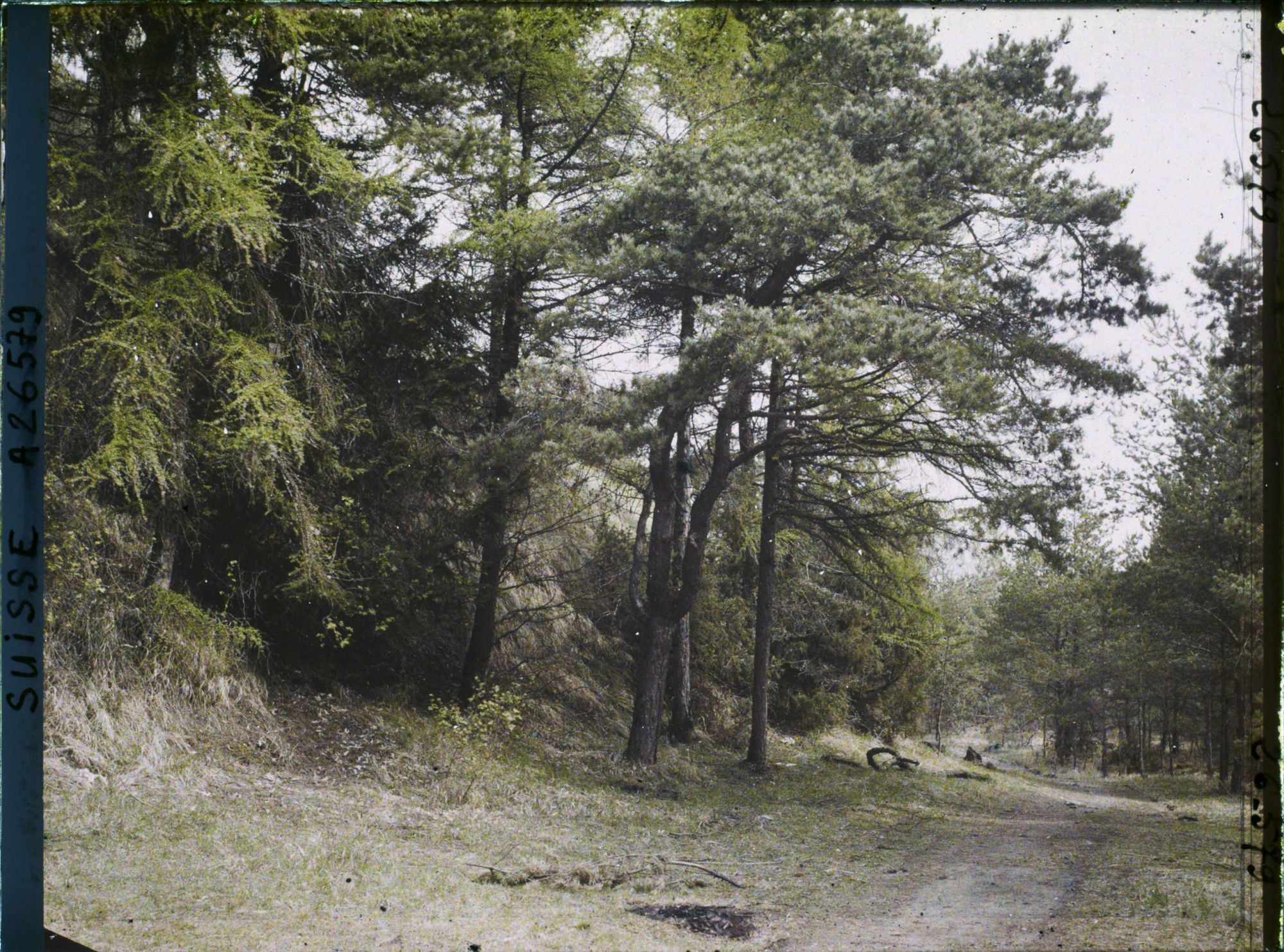 Image représentant L'île des lapins, voisine de l'île Saint-Pierre