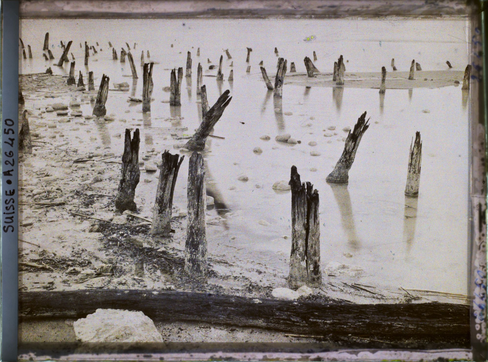 Image représentant Site palafittique préhistorique des Alpes, pieux en bois visibles lors de la baisse des eaux après la grande sécheresse de 1921