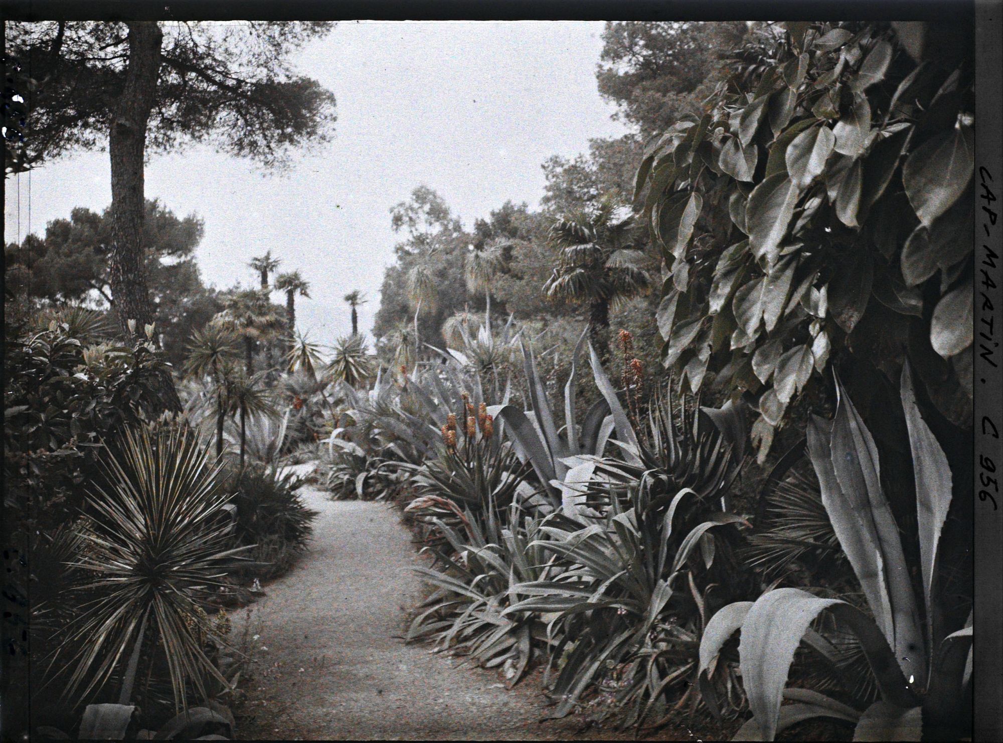 Image représentant Le Jardin, Soleil levant