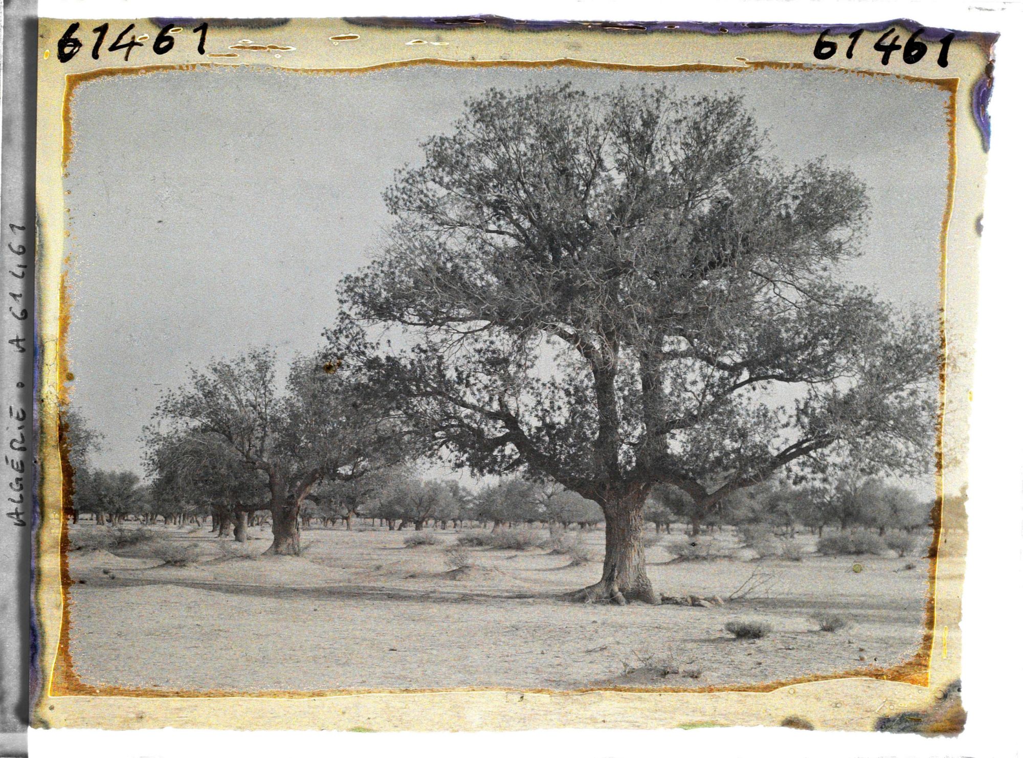 Image représentant Pistachiers térébinthes dans la daya