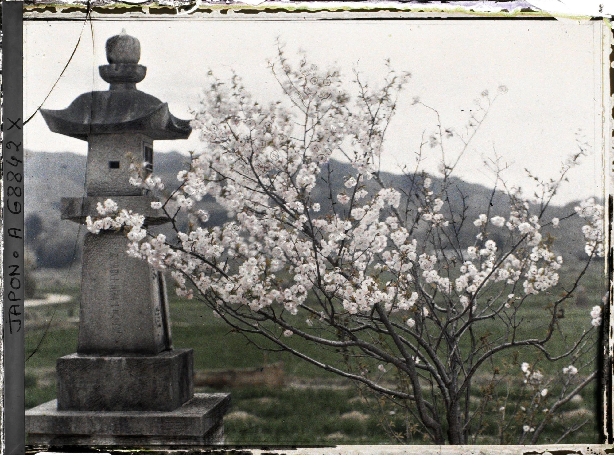 Image représentant cerisier et lanterne