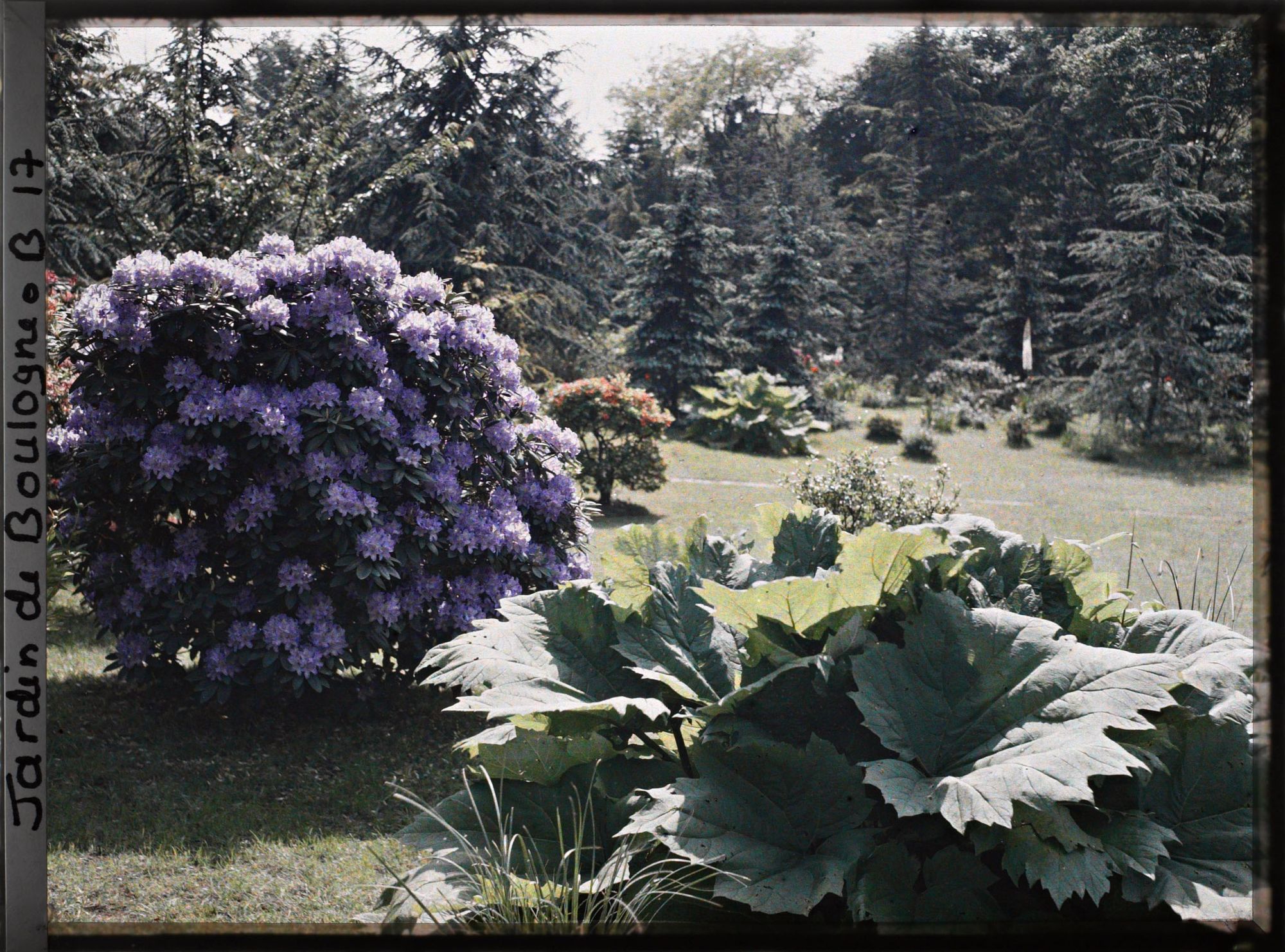 Image représentant Rhododendrons et gunerra bordant l'est du marais, vu en direction du sud