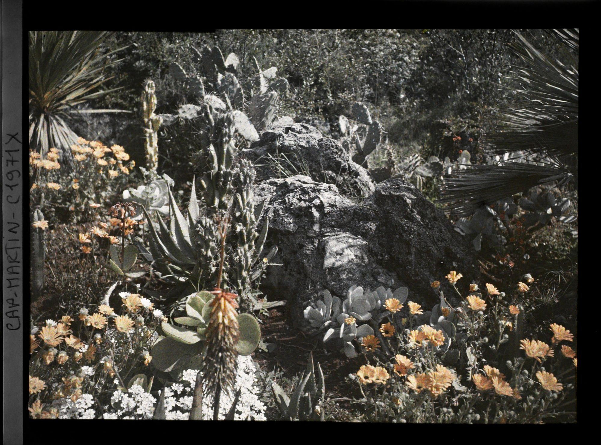 Image représentant Rocaille de fleurs tapissantes, aloès, cactus et autres plantes exotiques, vue prise à 9 h