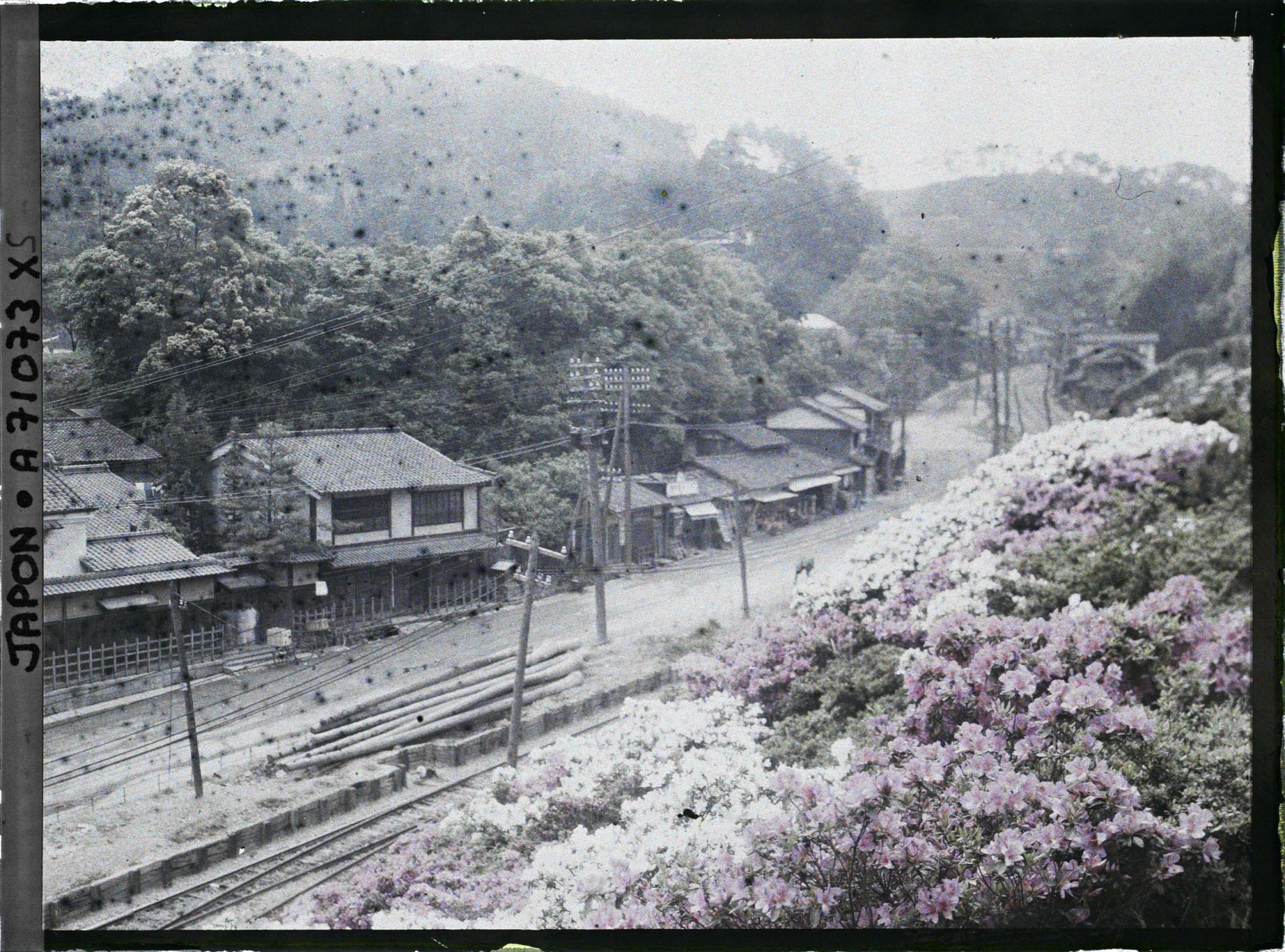 Image représentant Azalées en fleurs le long d'une voie ferrée dans un village