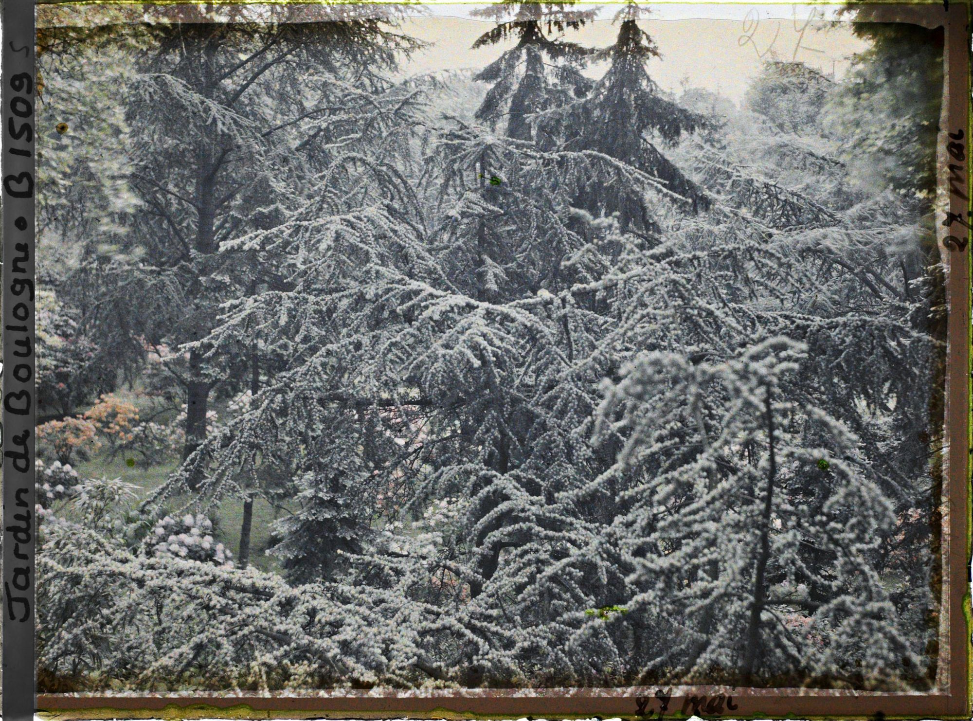 Image représentant Forêt bleue vue de l'atelier photo