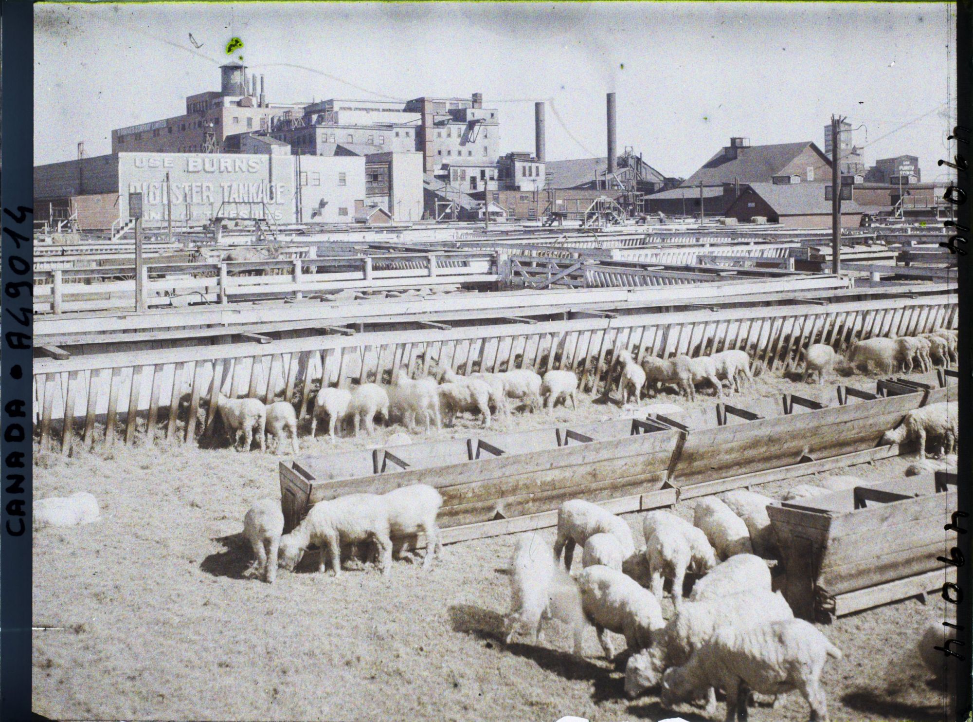 Image représentant Canada, Calgary, Stockyards - moutons dans le fond abattoirs