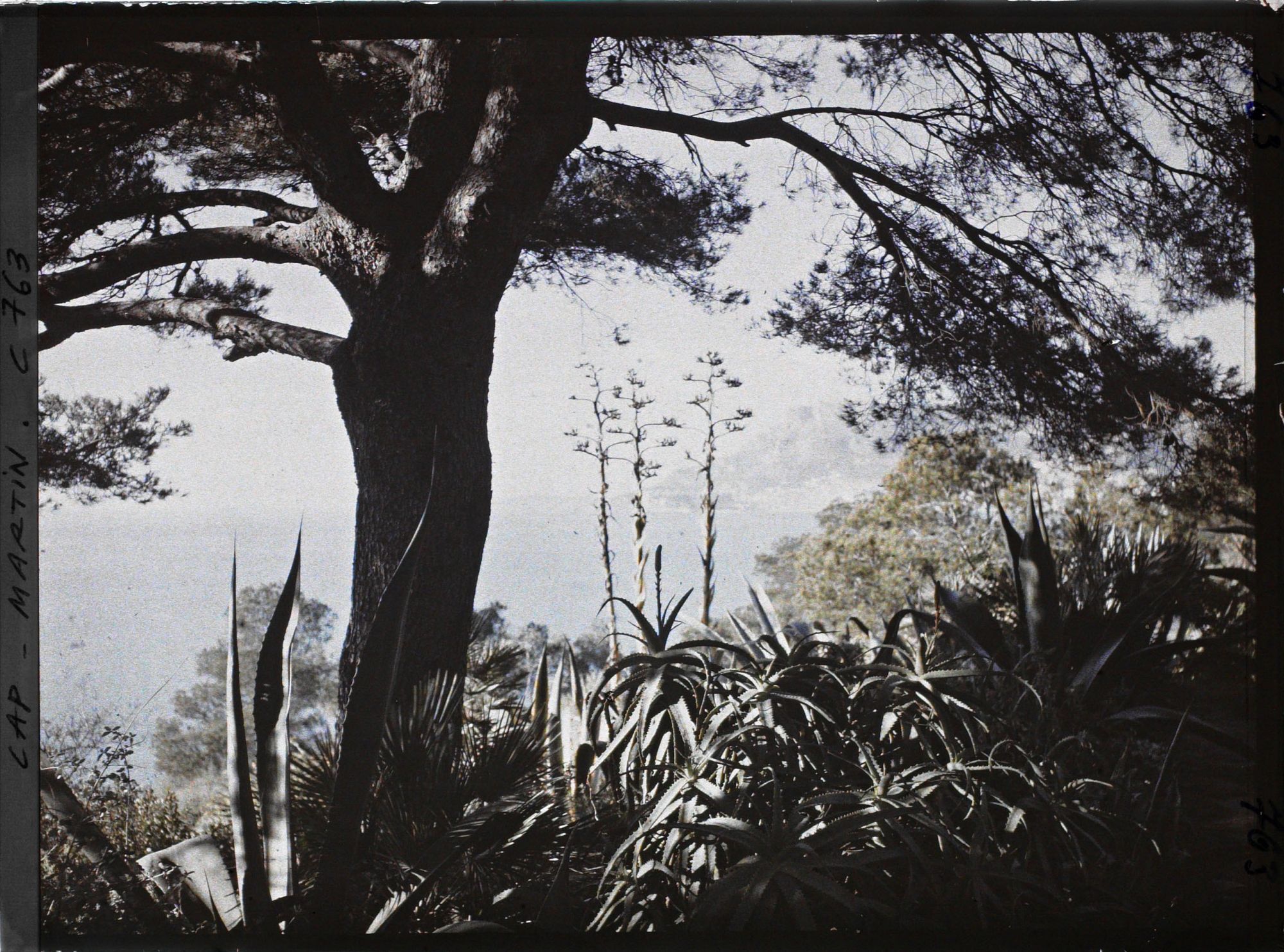 Image représentant le jardin