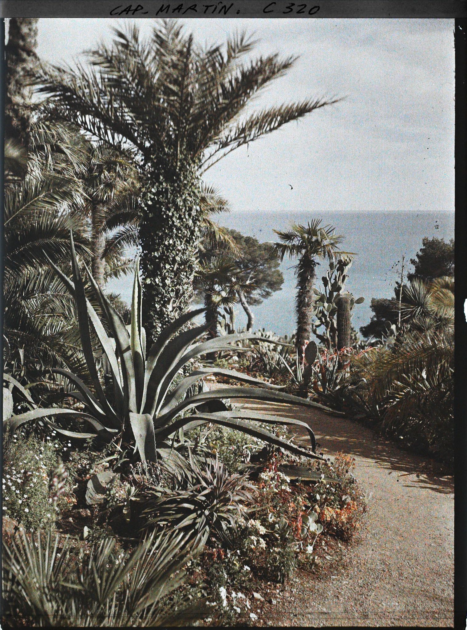Image représentant Cap-Martin - Le Jardin