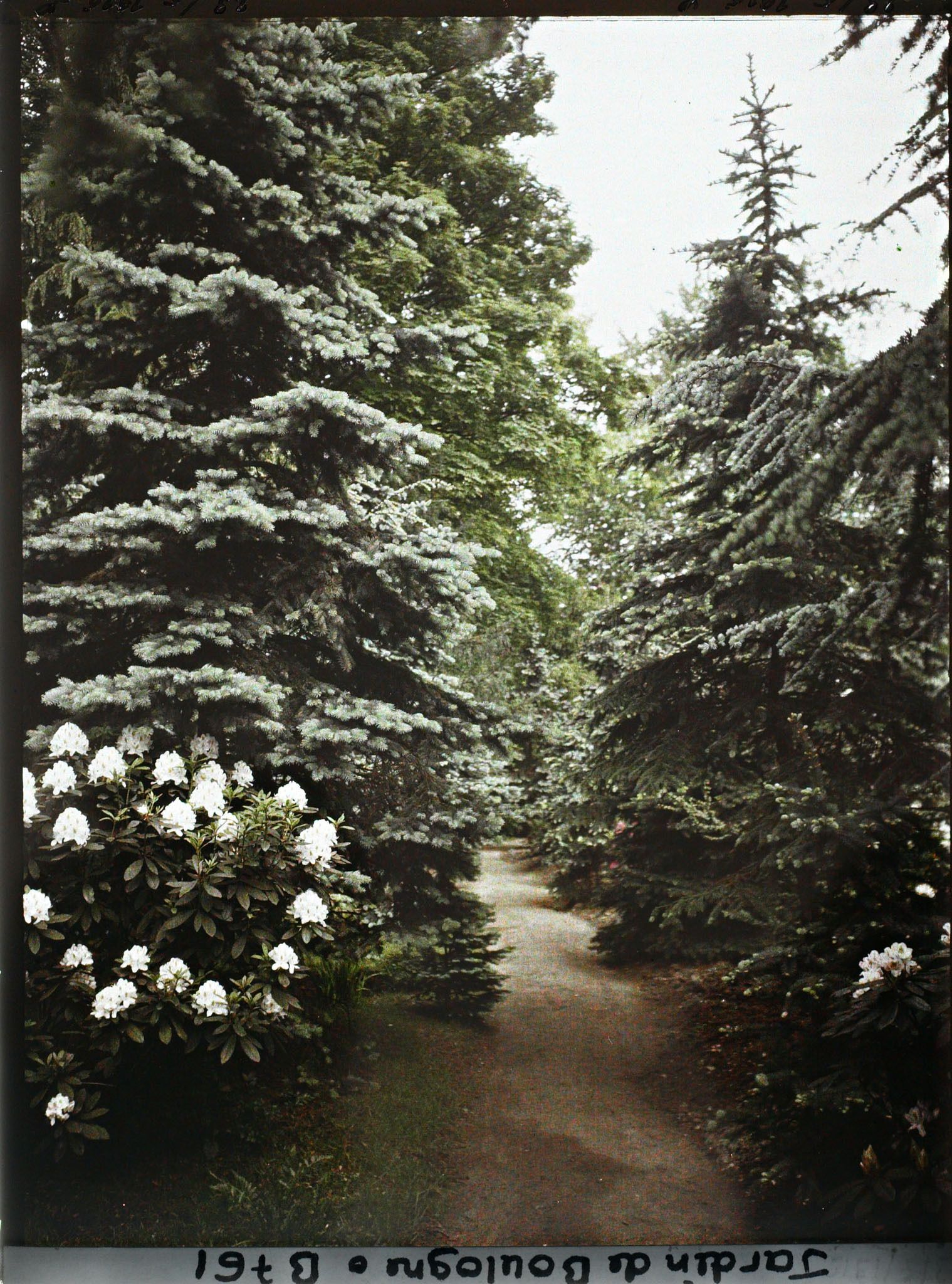 Image représentant La forêt bleue