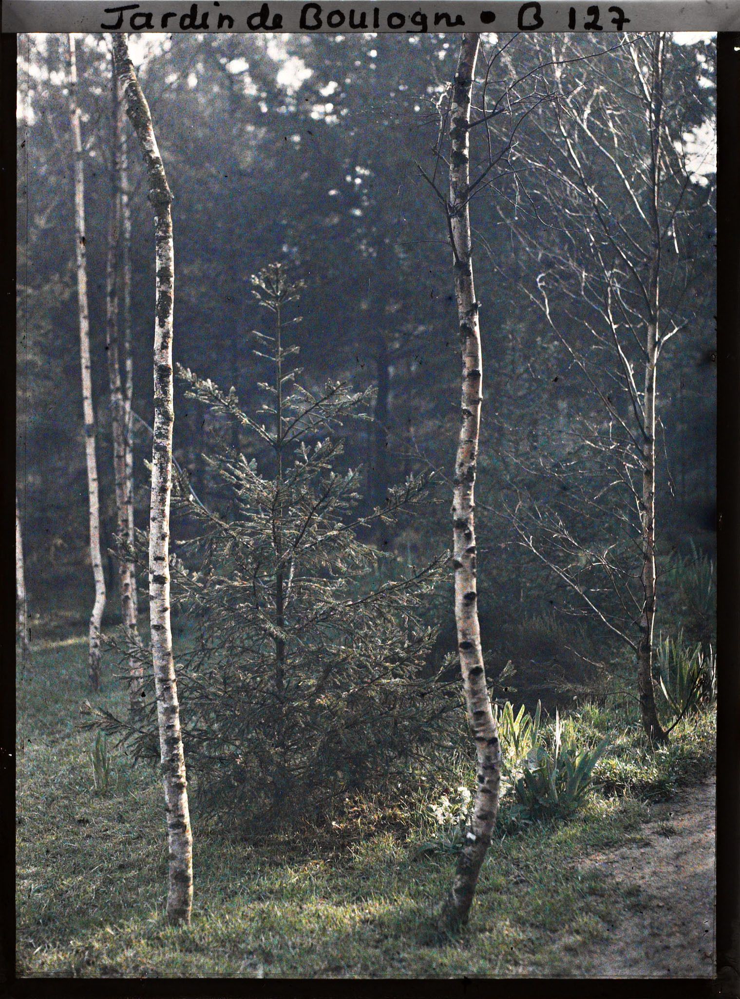 Image représentant Les bouleaux de la forêt dorée