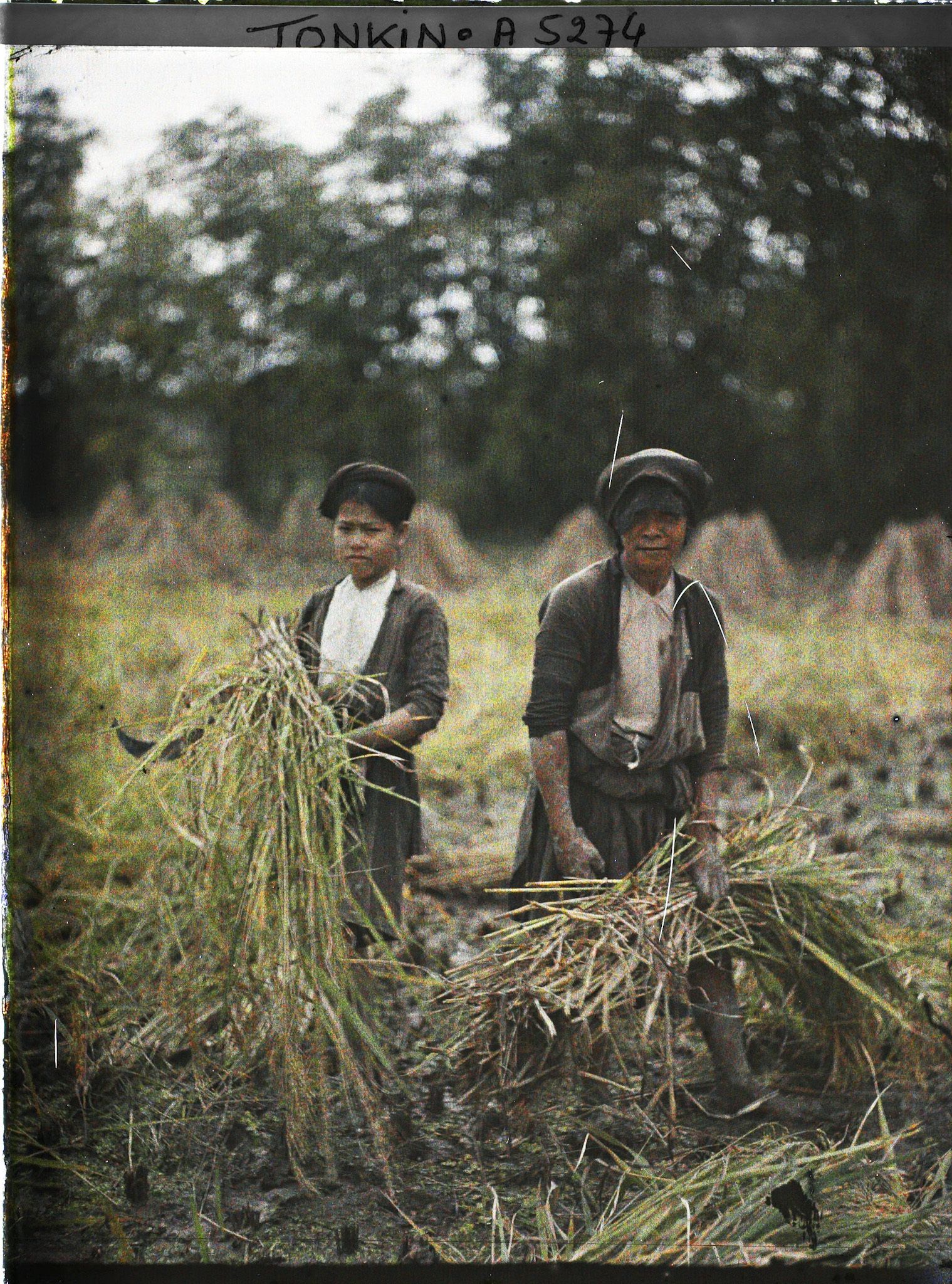 Image représentant La moisson du riz