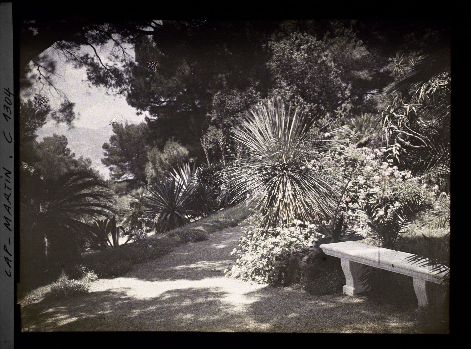 Image représentant Agaves, cycas et autres plantes exotiques du jardin de la villa Miramar, vus en direction de Monaco