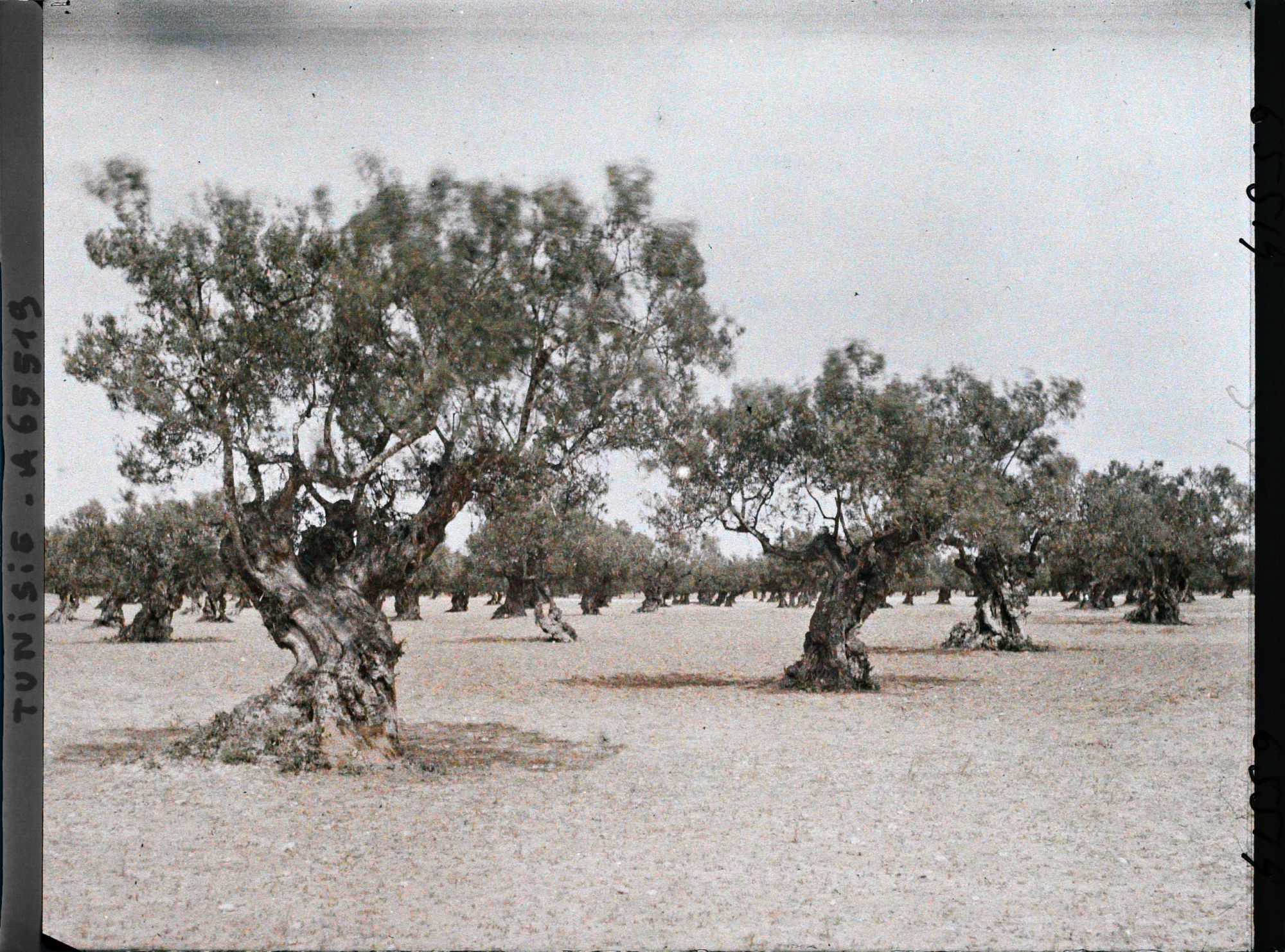 Image représentant Vieux oliviers dans une plantation (culture arabe)